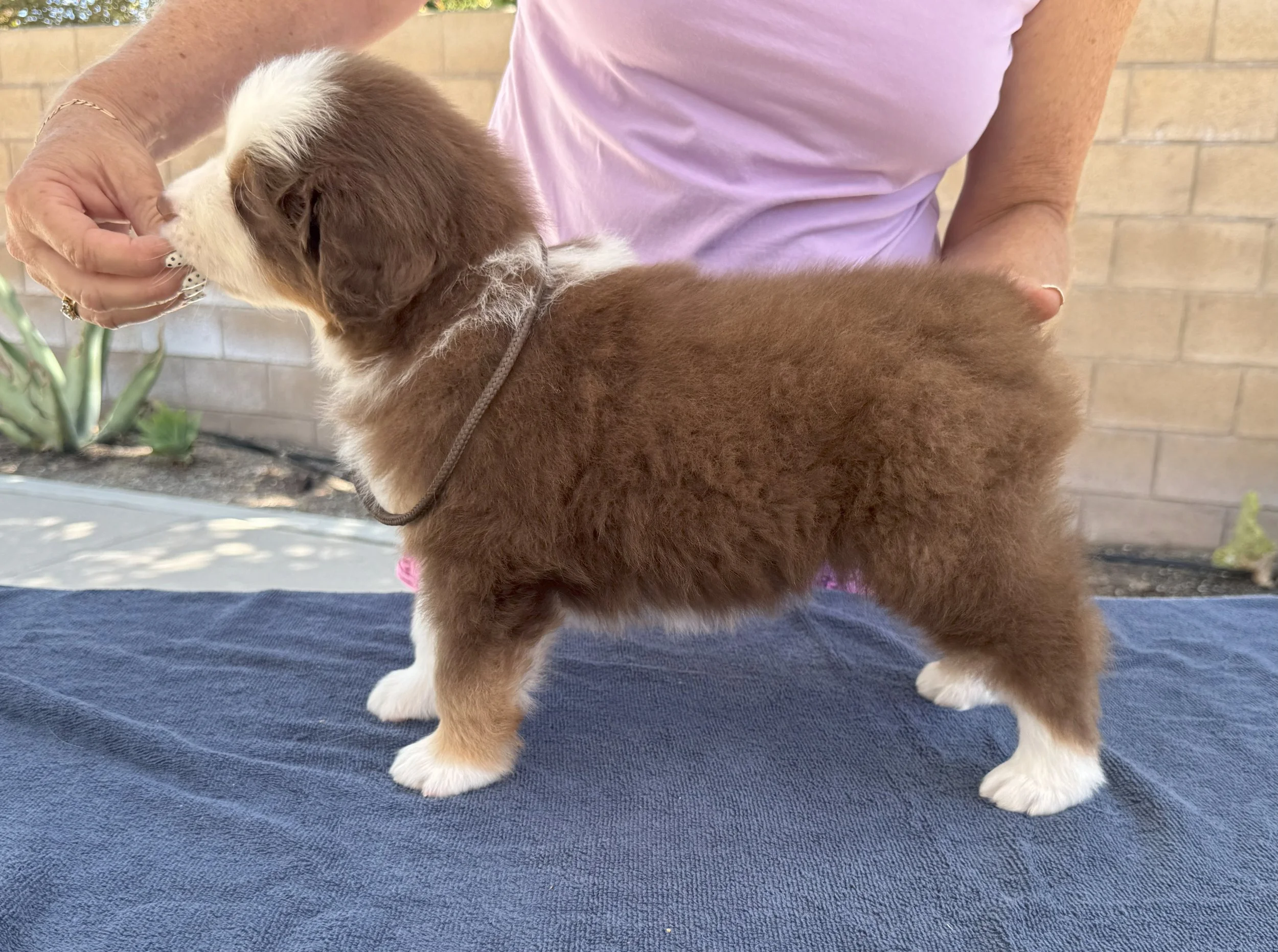 Hugo - red tri male