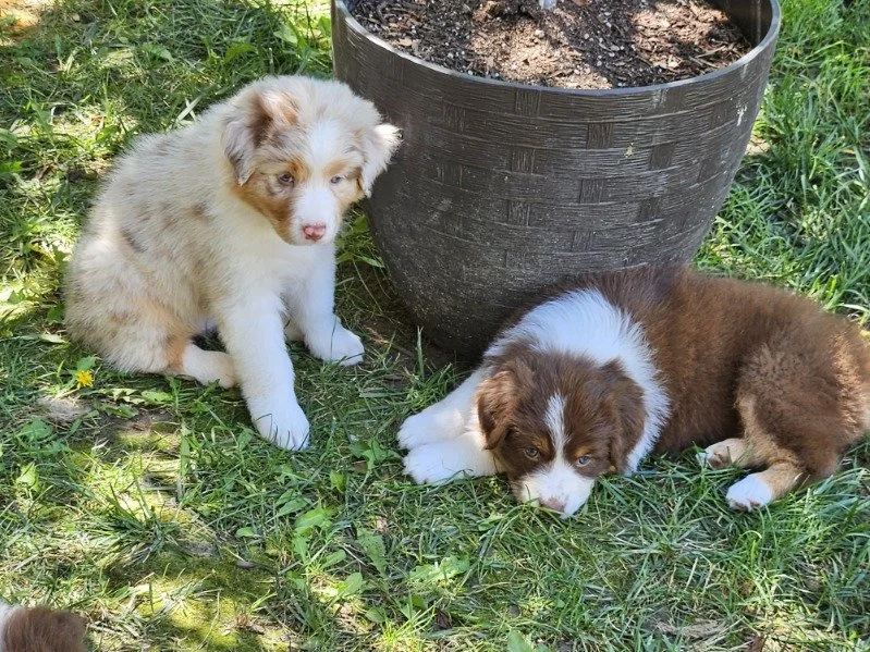Capri and Lucia (sisters)