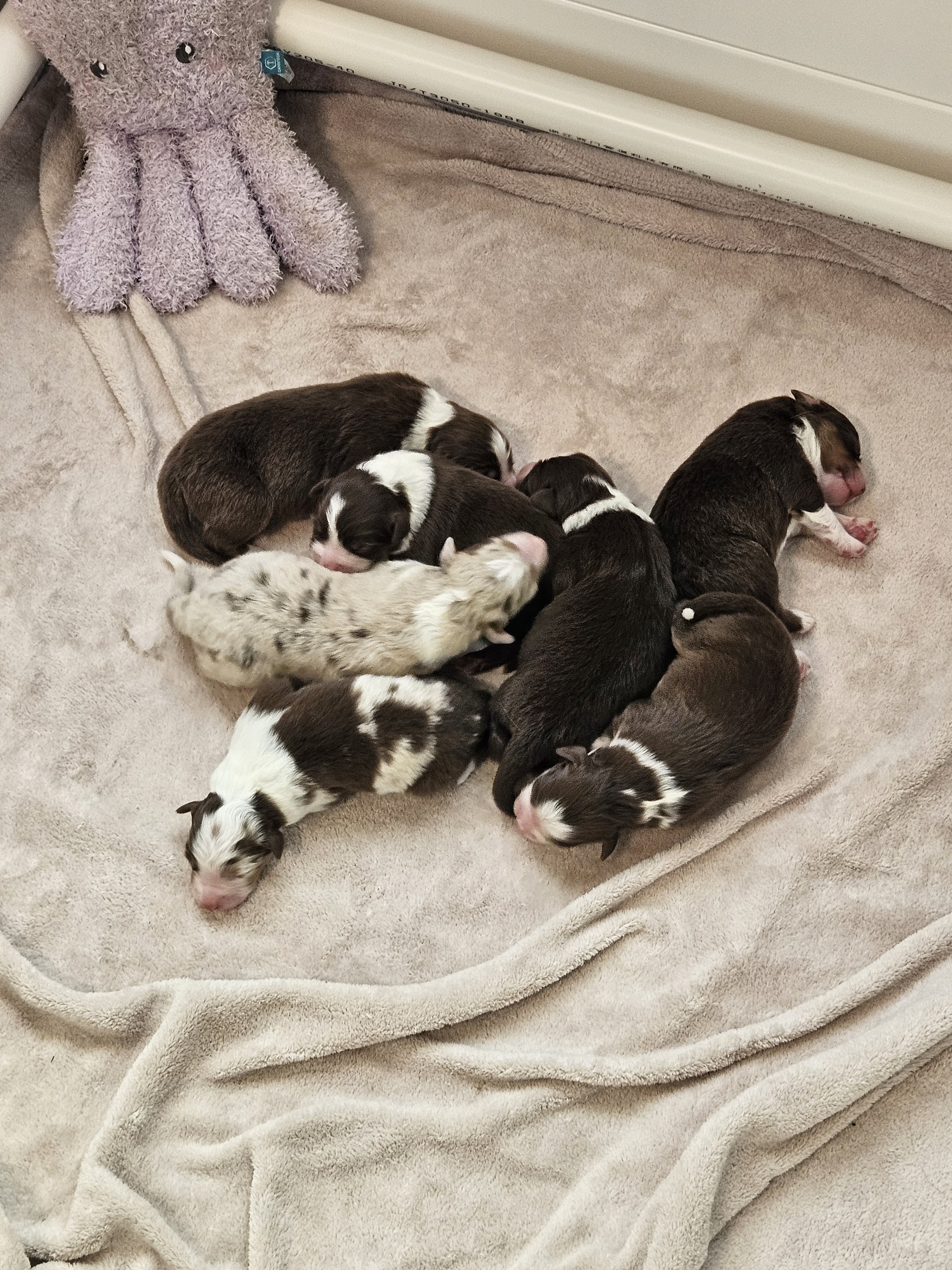 whole litter.jpg