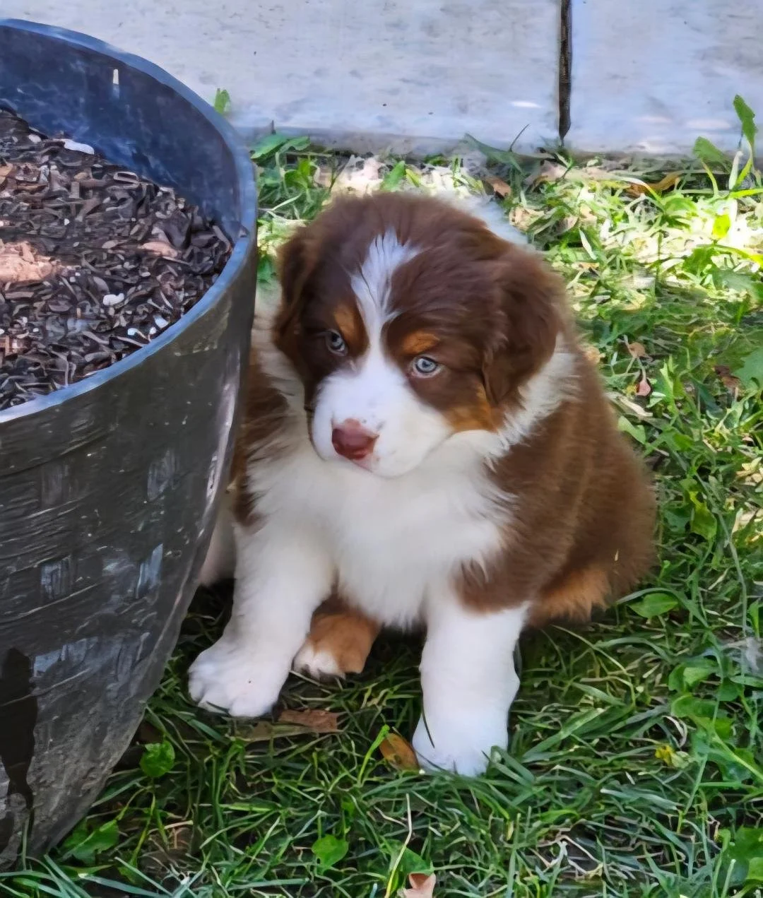 Lucia - red tri female