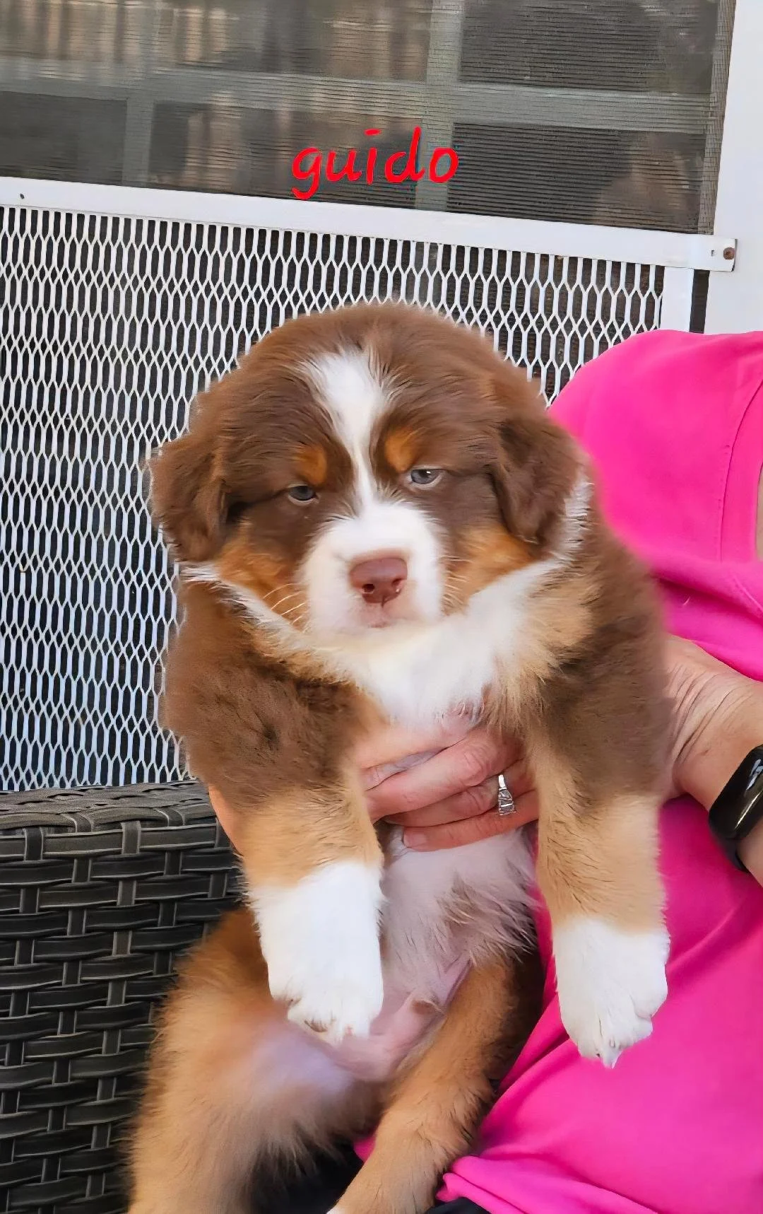 Guido - red tri male