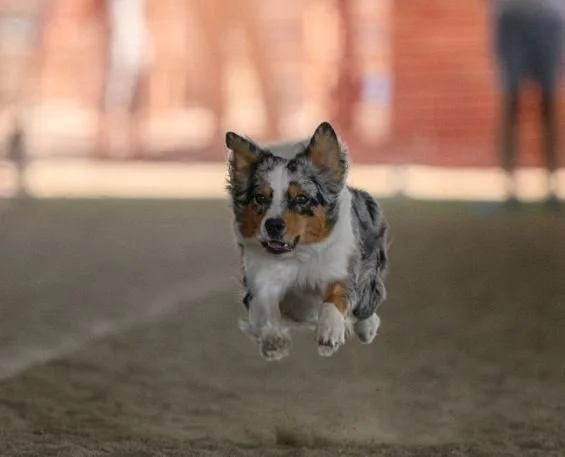 Annie Fastcat Oct 25 2024.JPG