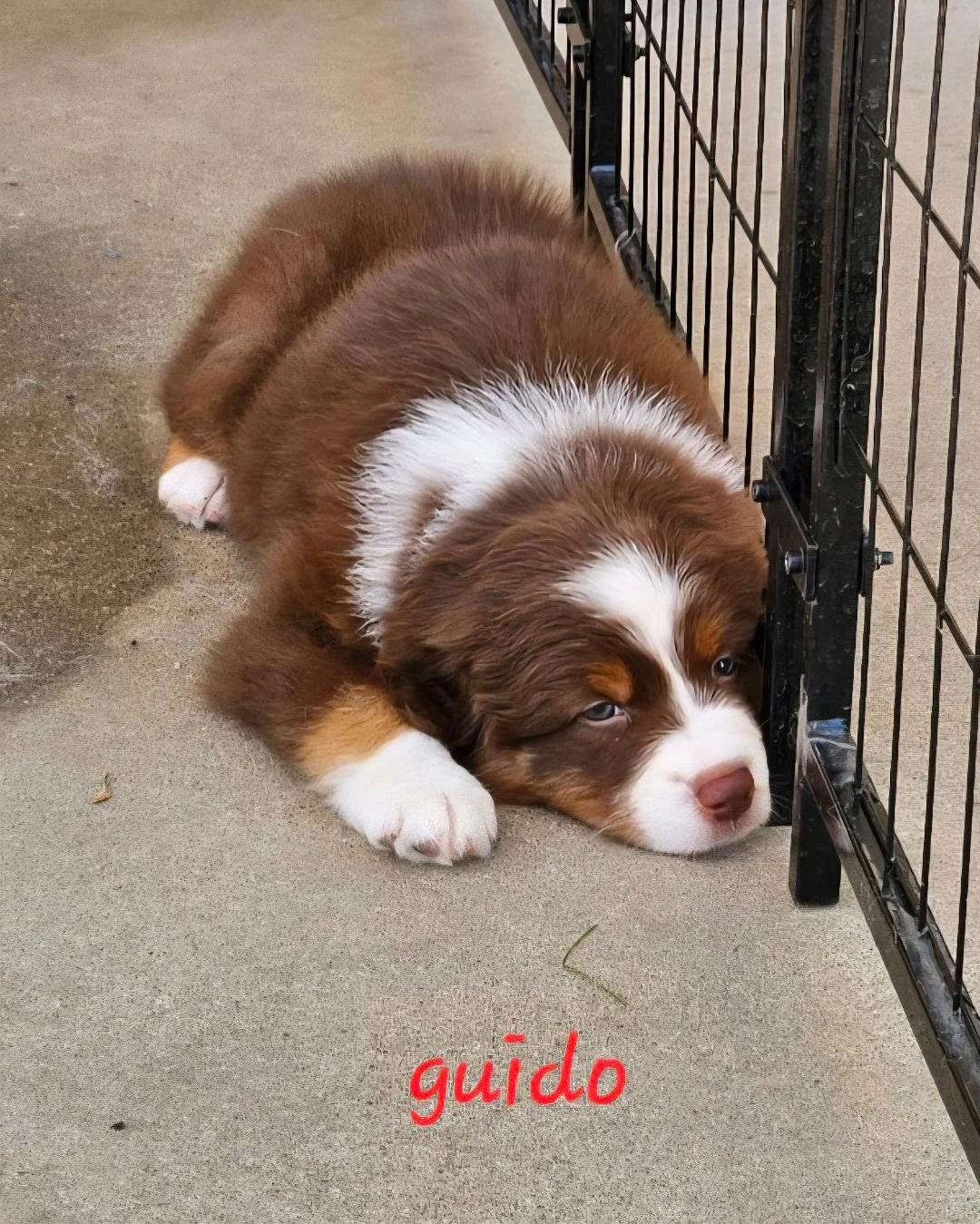 Guido - red tri male