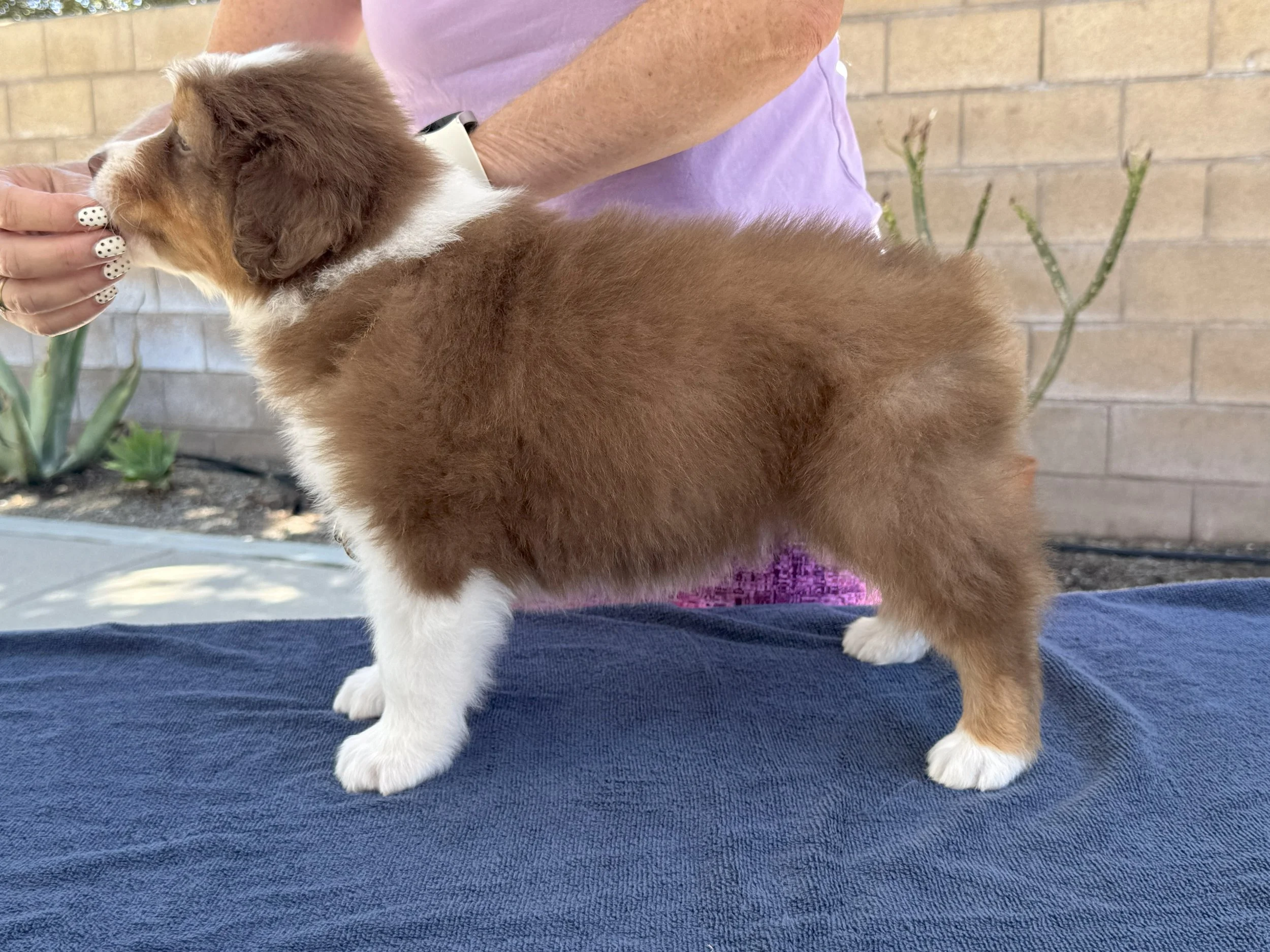 Rigatoni - red tri male
