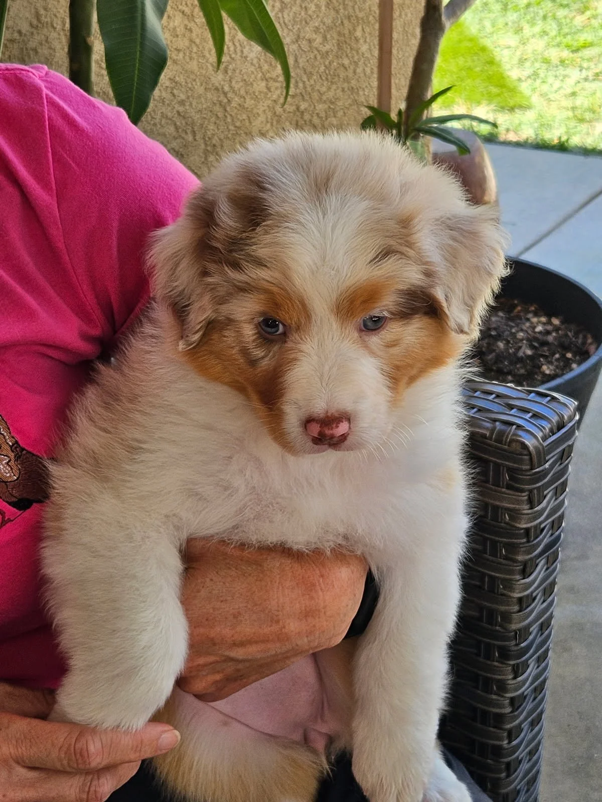 Capri - red merle female