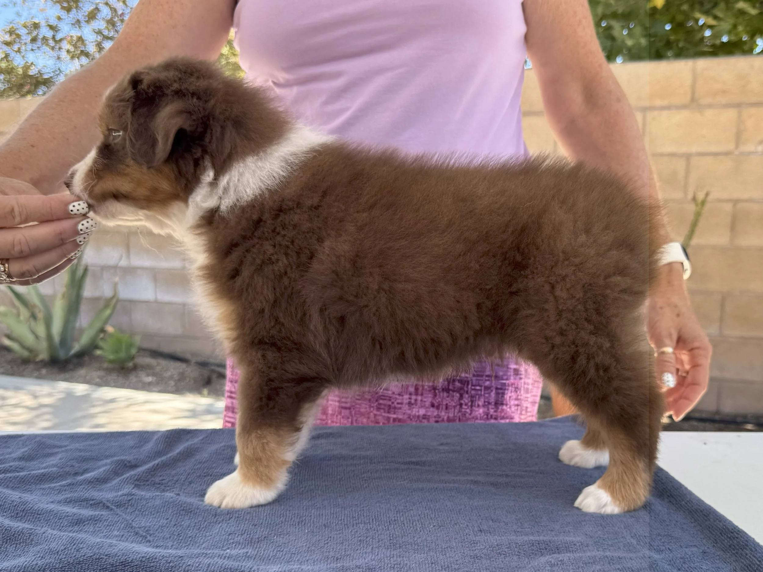 Ragu - red tri male