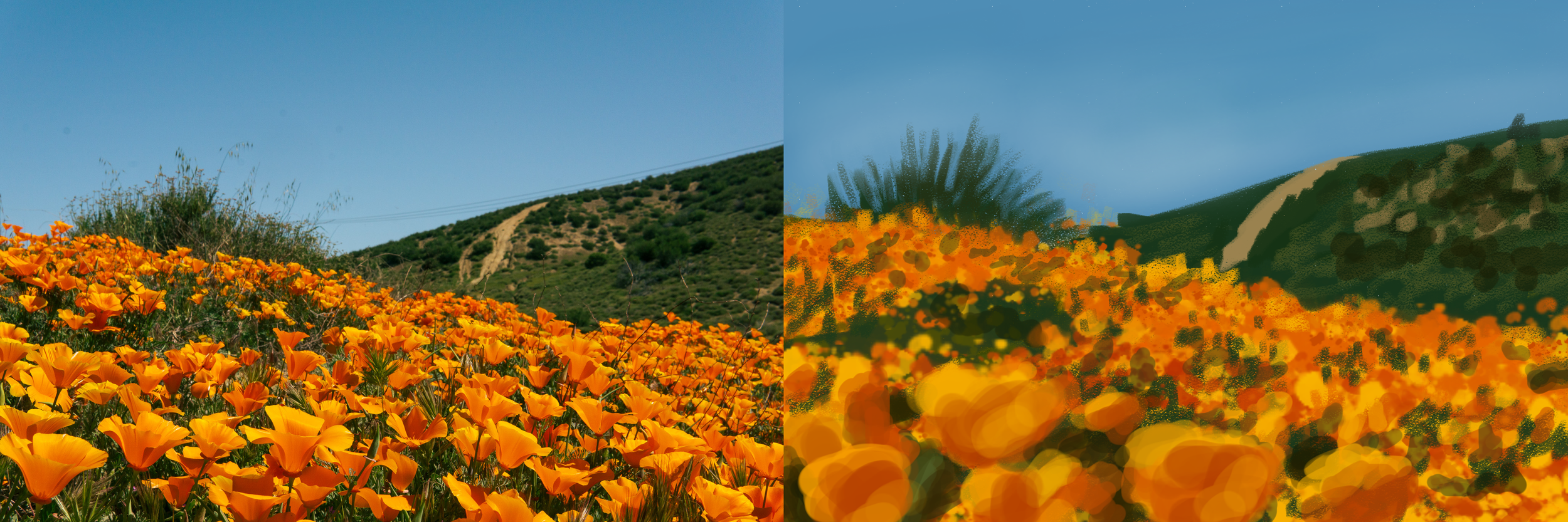 poppies_study_field.png