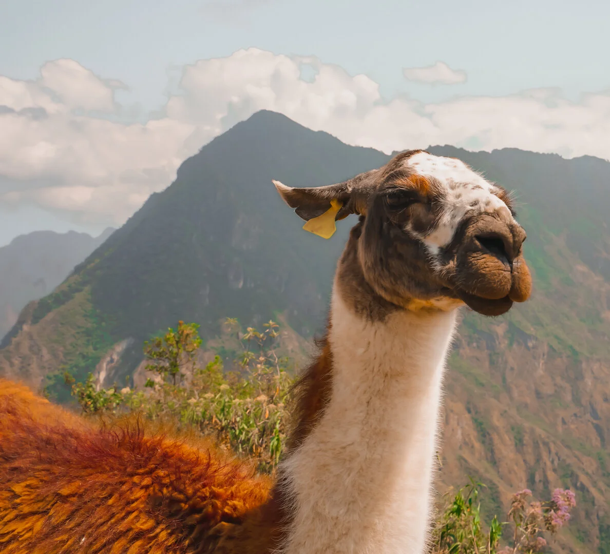 llama.jpg