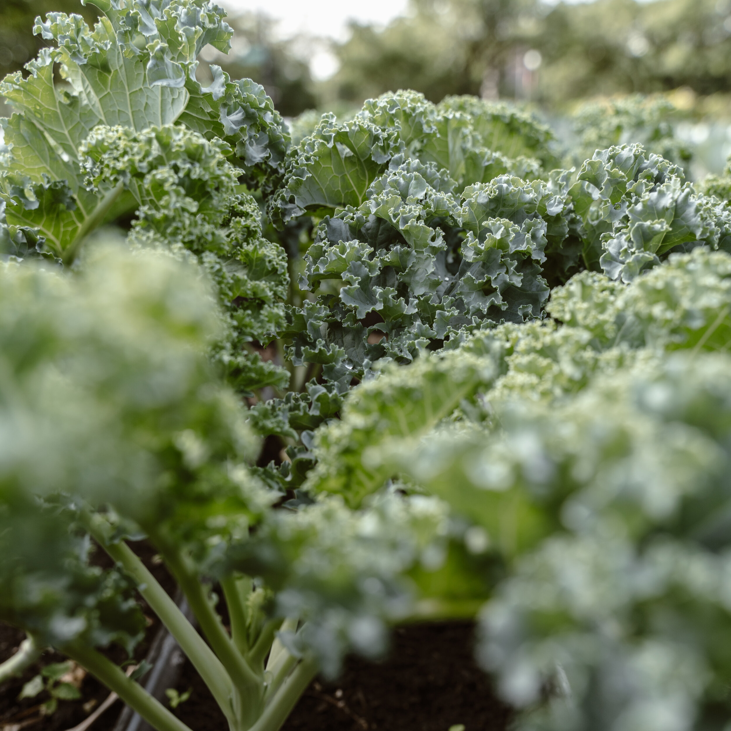 Herban Produce 0901-6.jpg