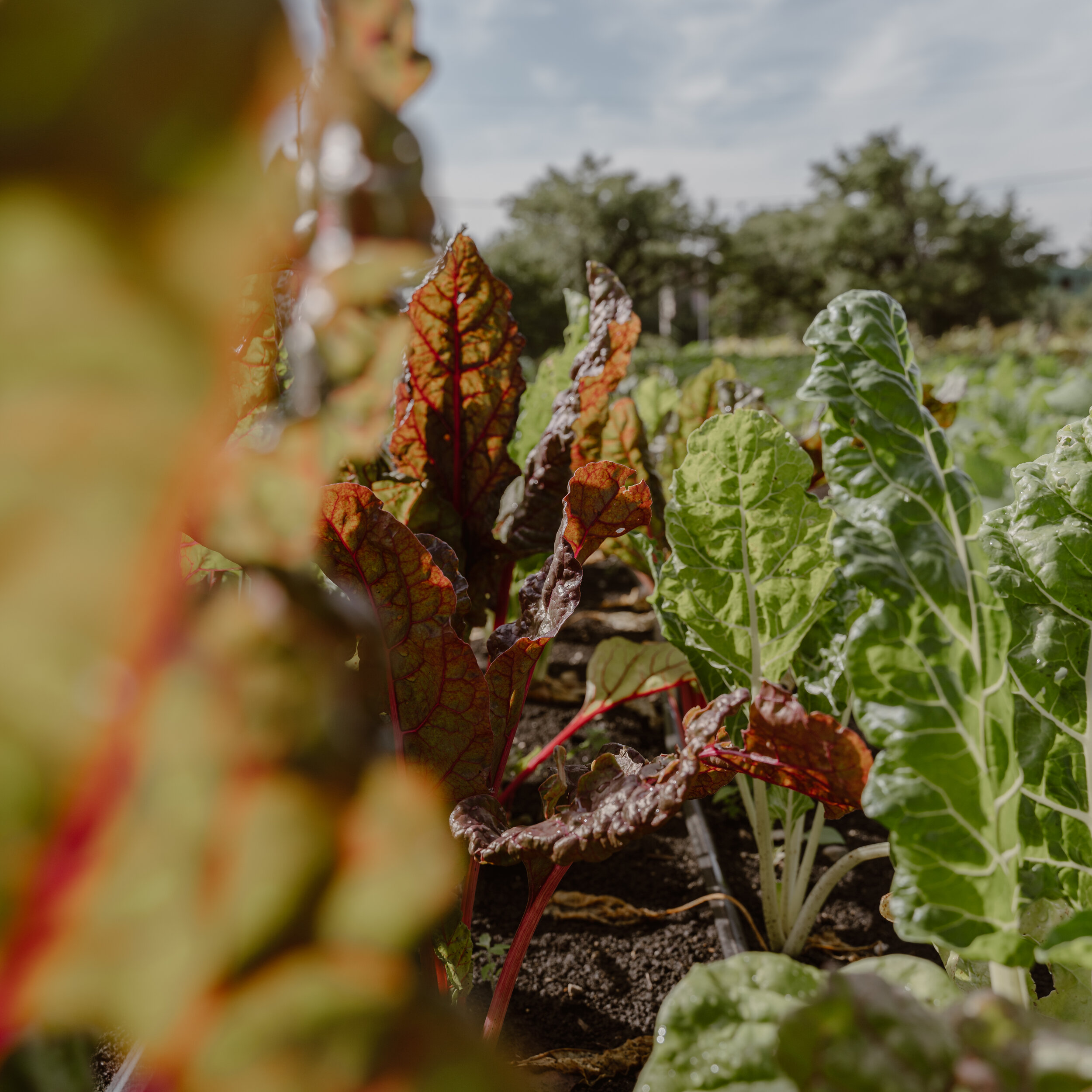 Herban Produce 0901-8.jpg