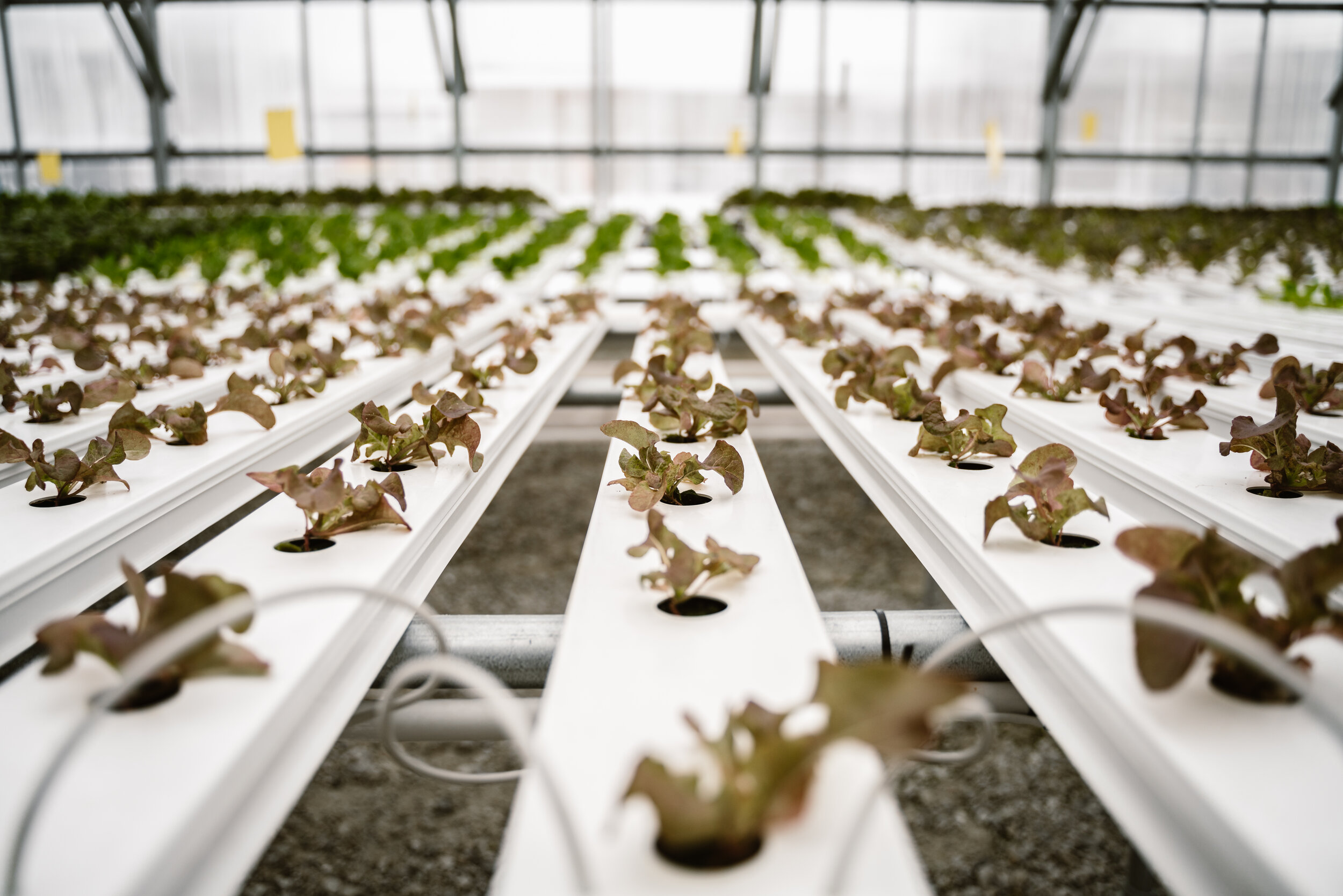 Herban Produce-123.jpg