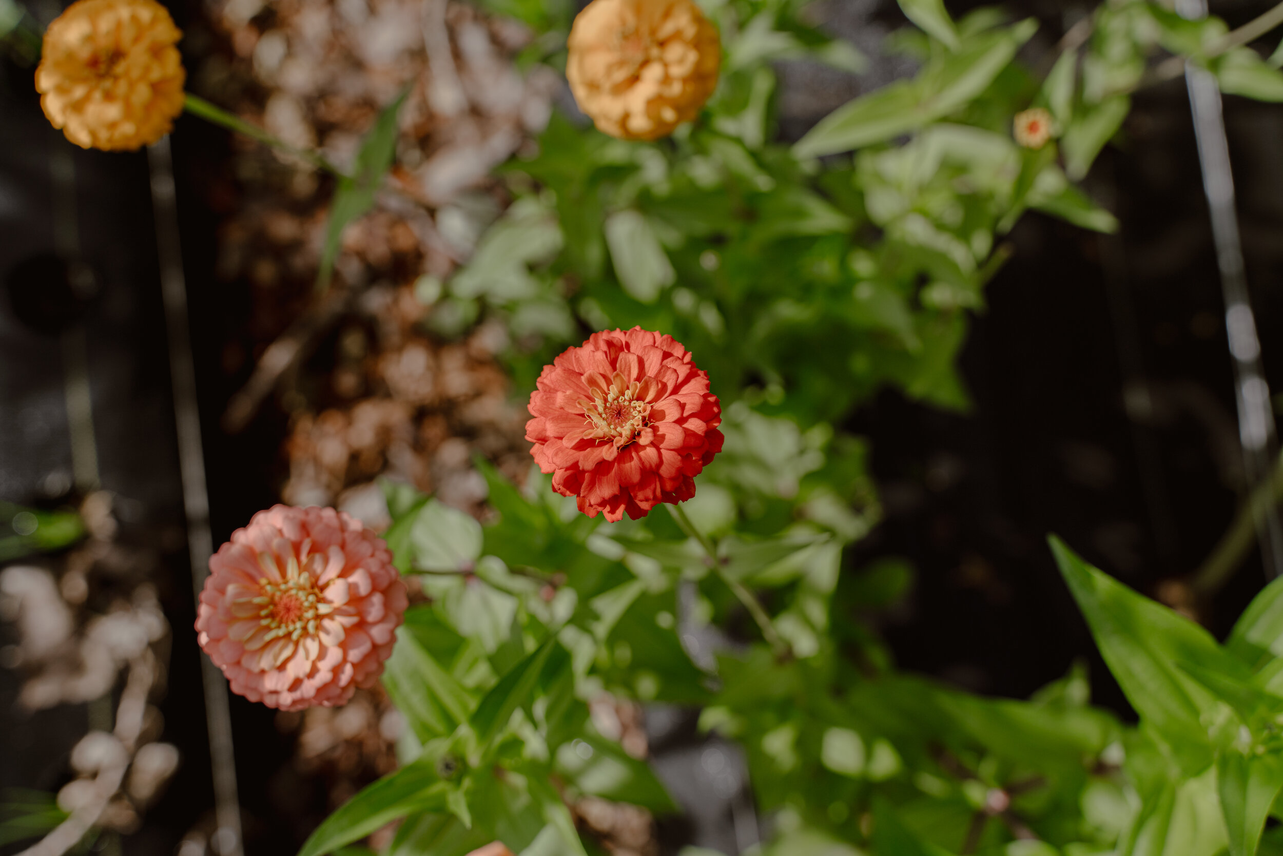 Herban Produce 0901-2.jpg