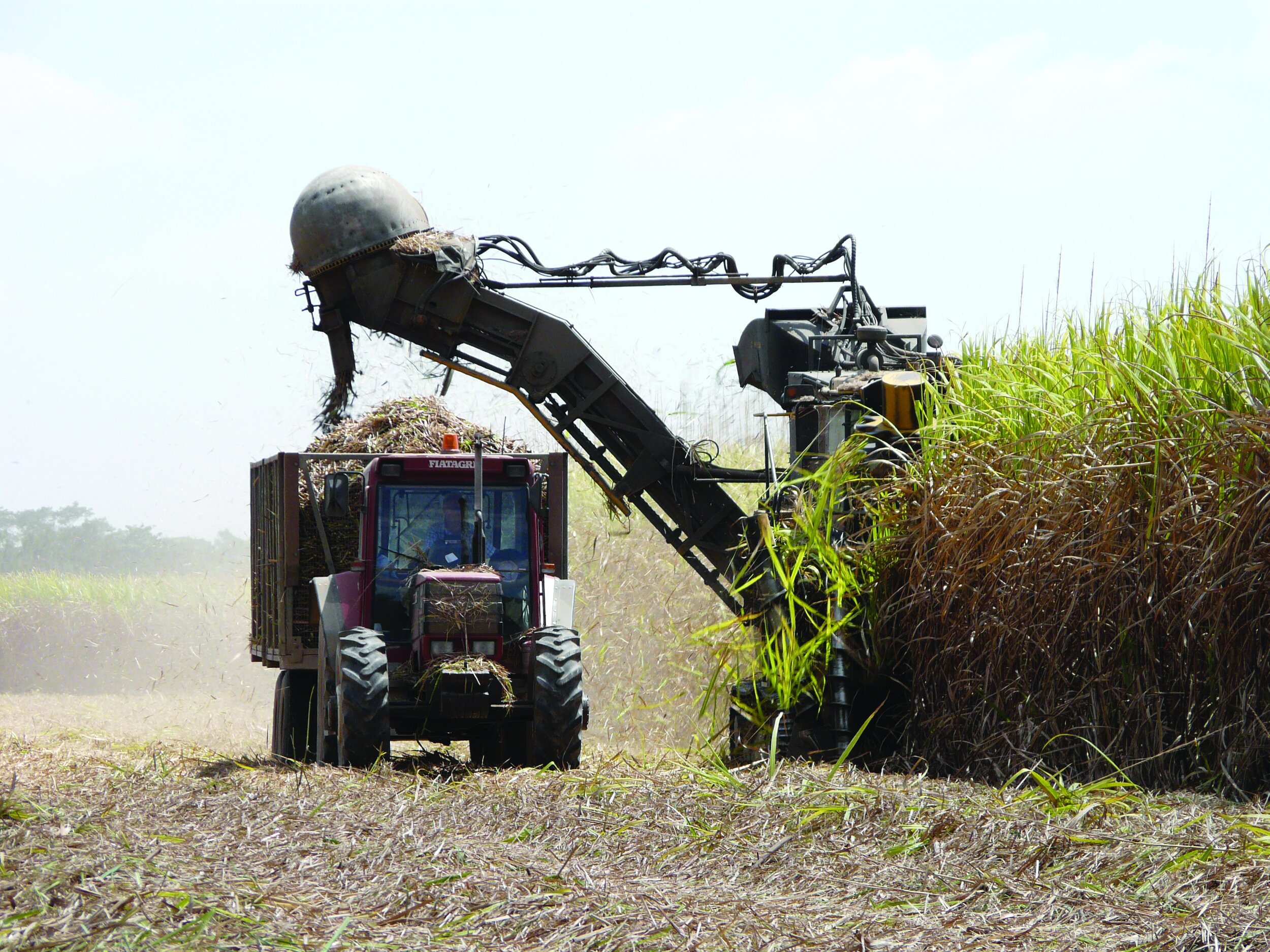 Cane_harvesting03.JPG