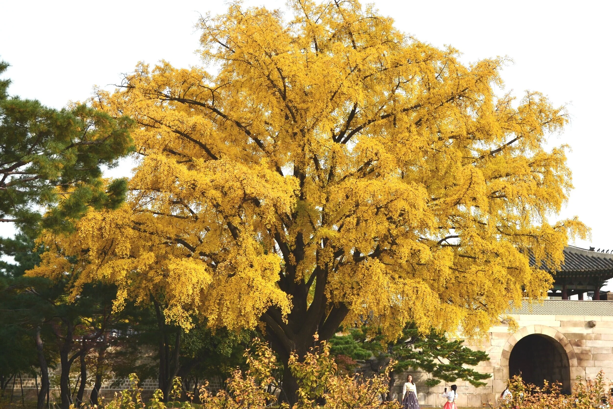 EMDR therapy Los Angeles - affirming care at Nokdu Therapy for Latine+