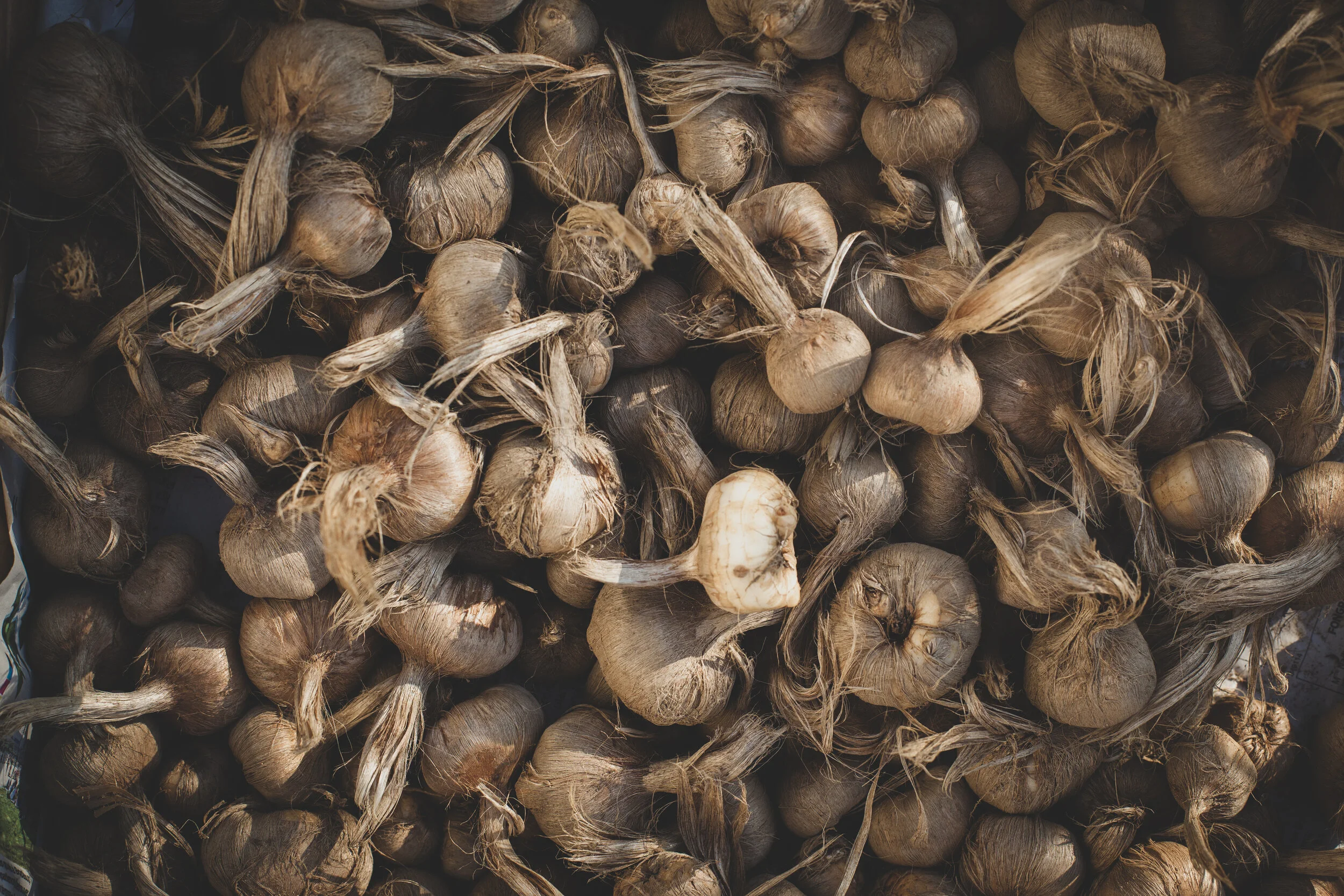 Cultivez votre propre safran ! 