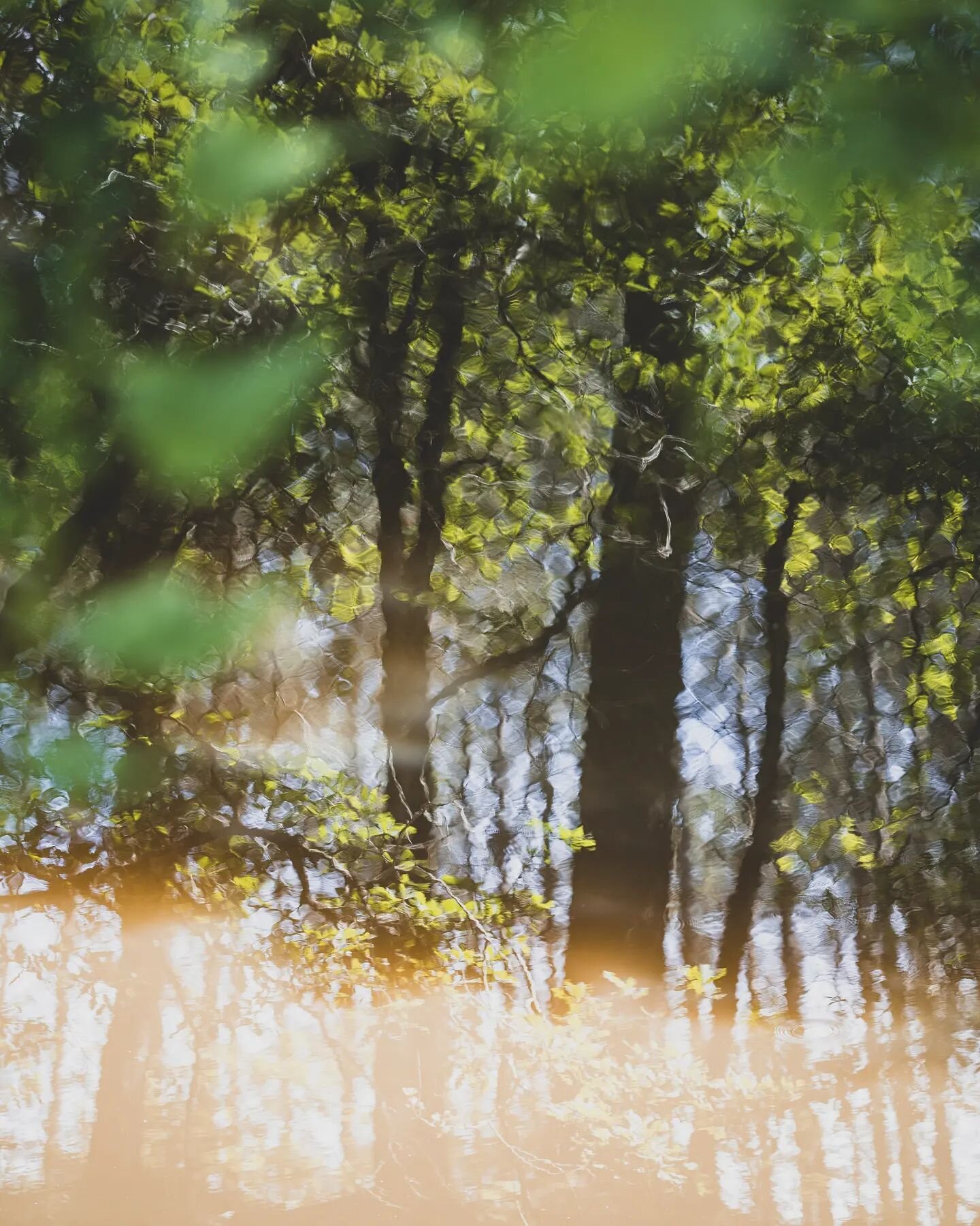 *Pause*
Les couleurs impressionnistes du marais d'Orx. @reservemaraisorx 
#orx #maraisorx #landes #marais #nature #naturephotography #paysage #forestphotography #foret #reflet #balade #rando #randonn&eacute;e