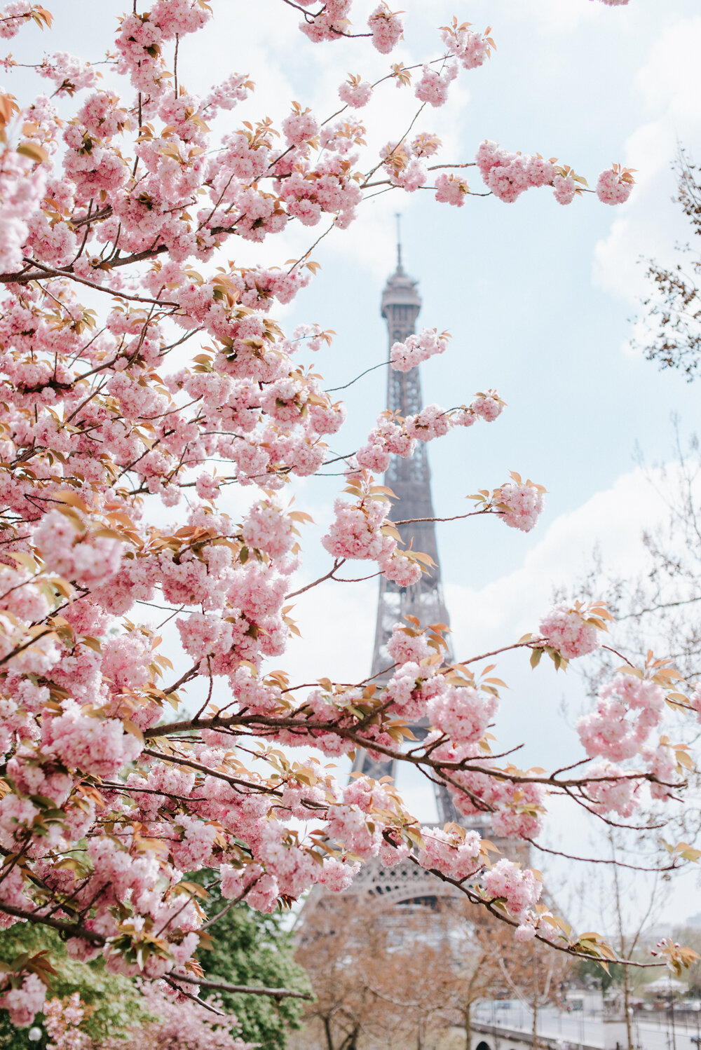 Eiffel Tower blossoms