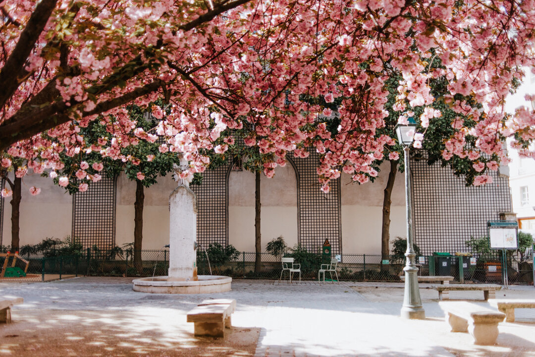 Paris cherry blossoms