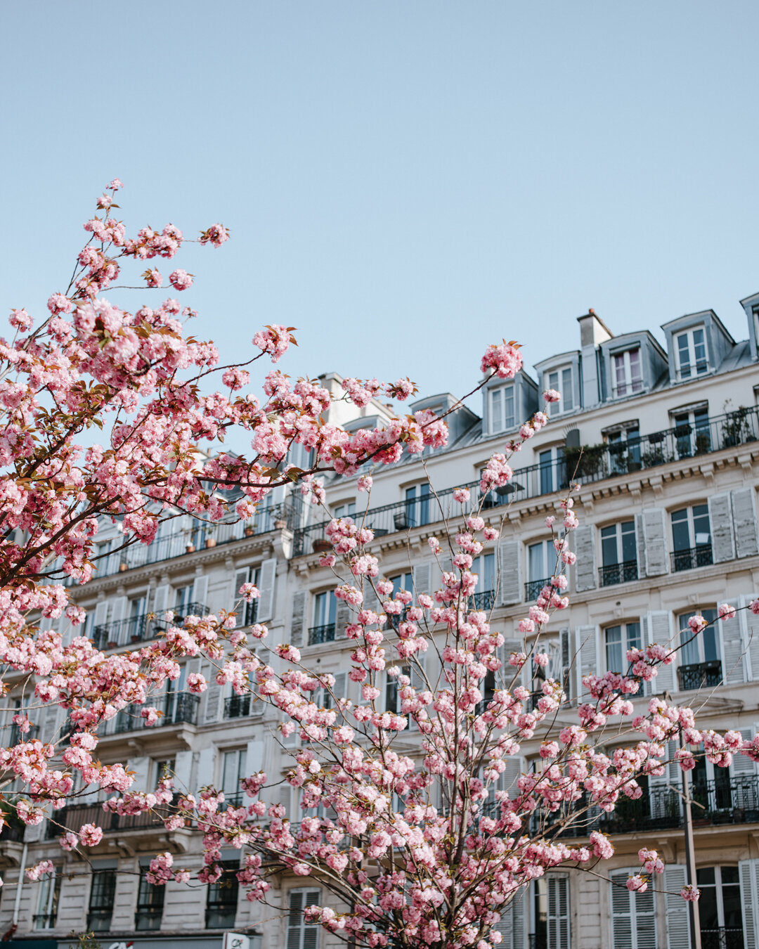 Cherry Blossoms Paris