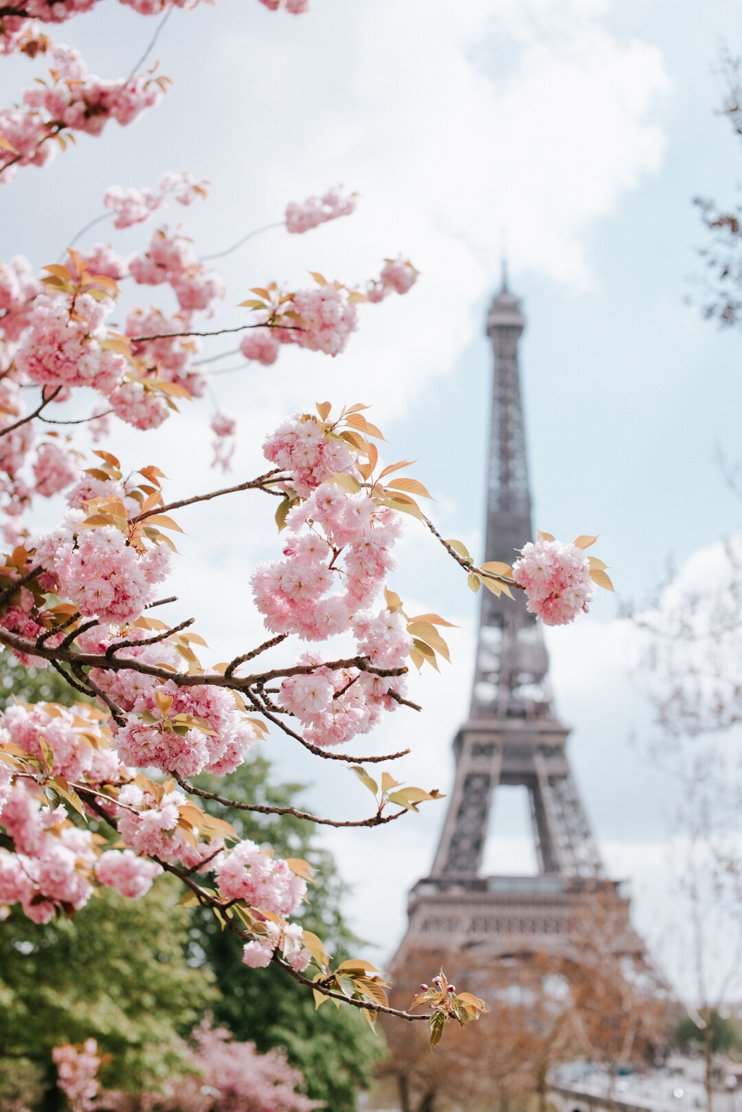 Eiffel Tower Blossoms