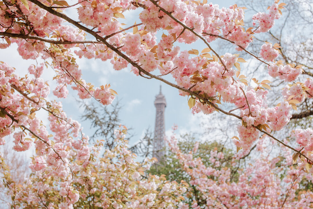 Blossoms in Paris