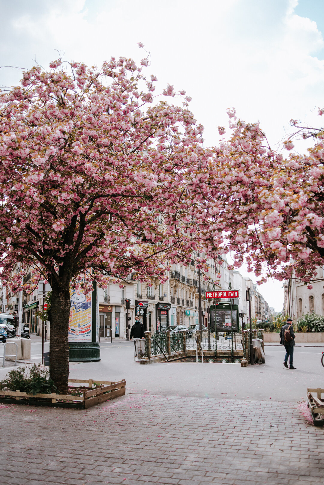 Where to find cherry blossoms in paris