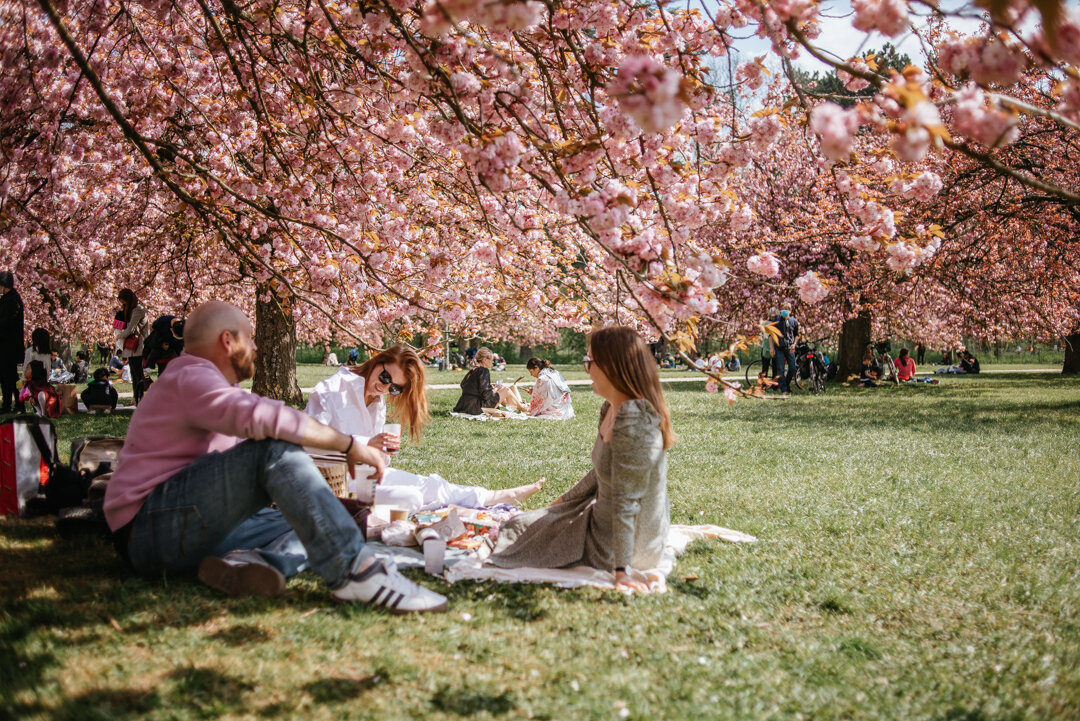 Parc Sceaux Cherry Blossoms
