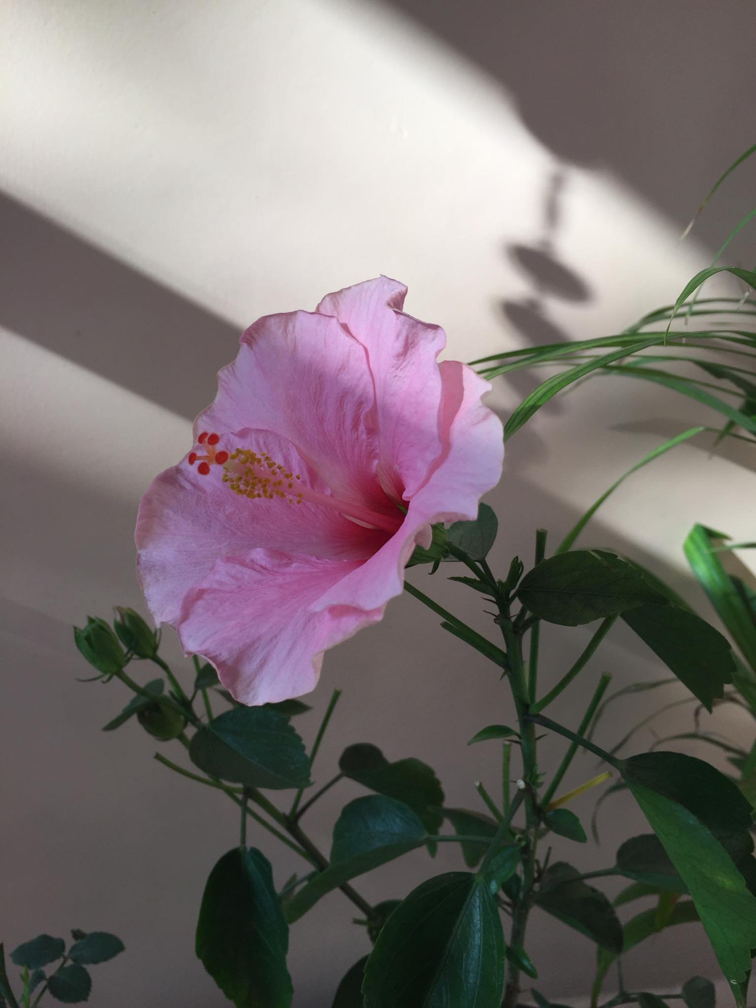 The Art Ceremony ::Womb of the Earth::