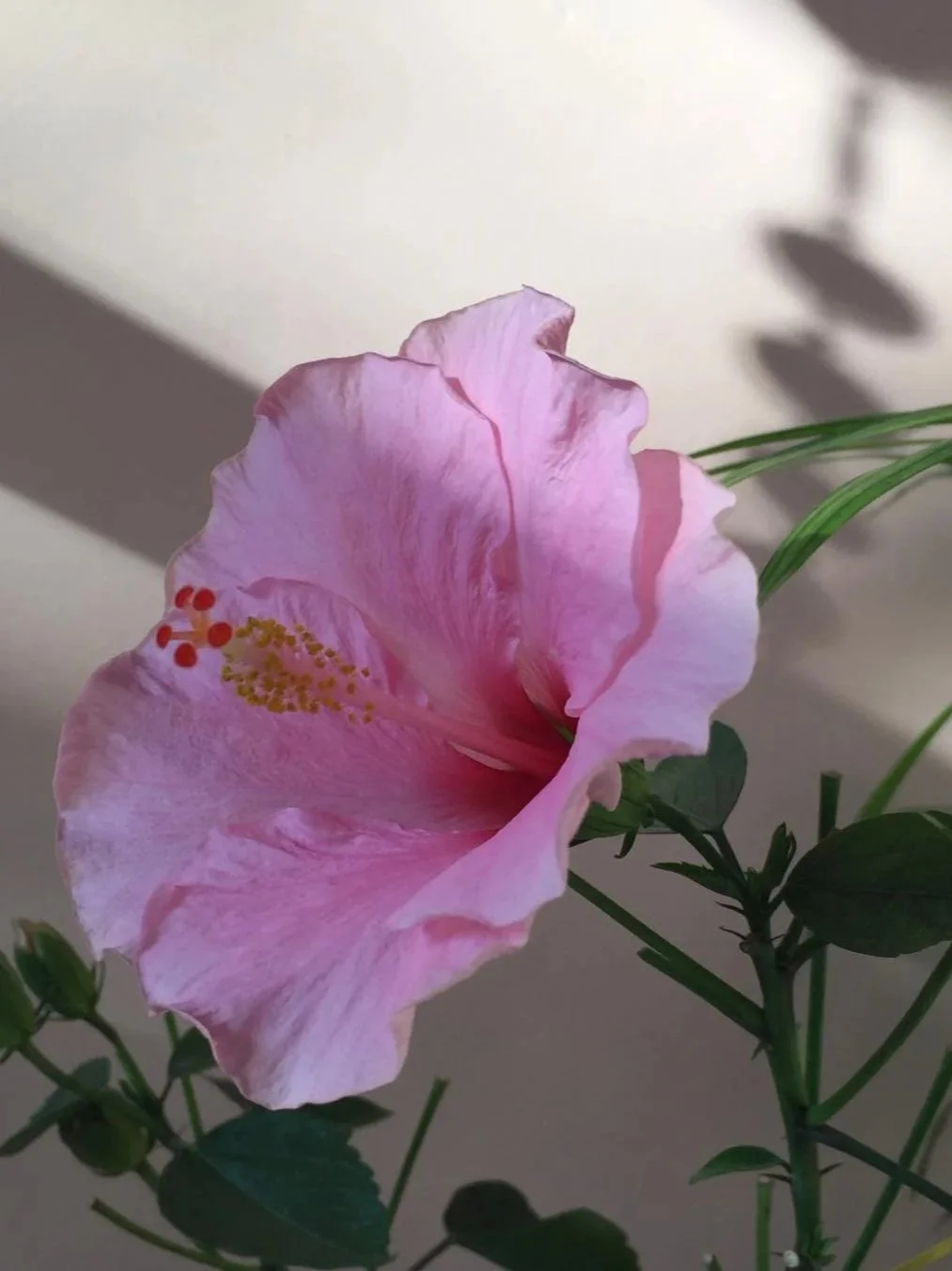 The Art Ceremony - womb of the earth - Saturday, 4th April