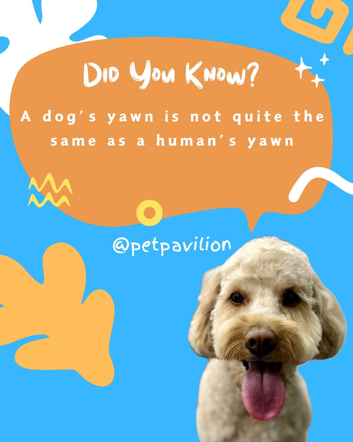 🐕🐾When your dog lets out a big yawn, you probably just assume it means what it does when we yawn&mdash;that he&rsquo;s sleepy🐶💤and it certainly can be a sign of tiredness, but dogs yawn for other reasons as well.🐩🐾Dogs yawn to calm themselves d