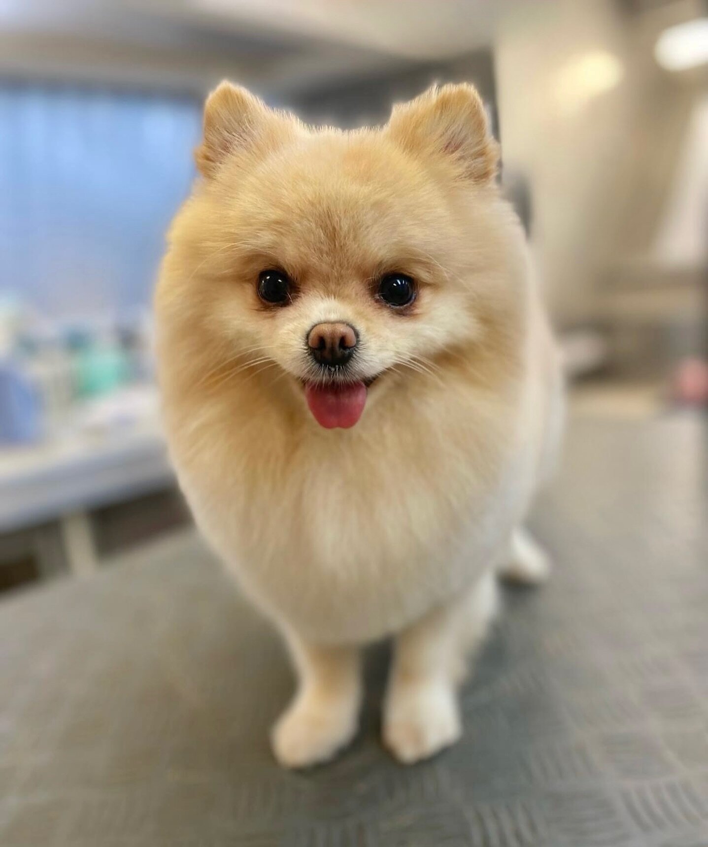 🐶🛁Check out this post-grooming perfection!🫧🐾Our Pomeranian is rocking that fresh groom look!🥰❤️
.
💈By Benedetta
📍Notting Hill 
.
.
.
#petpavilion #doggroomer #doggrooming #pomeranian #pomeraniangrooming #lovelypomeranian #fluffypomeranian #pom