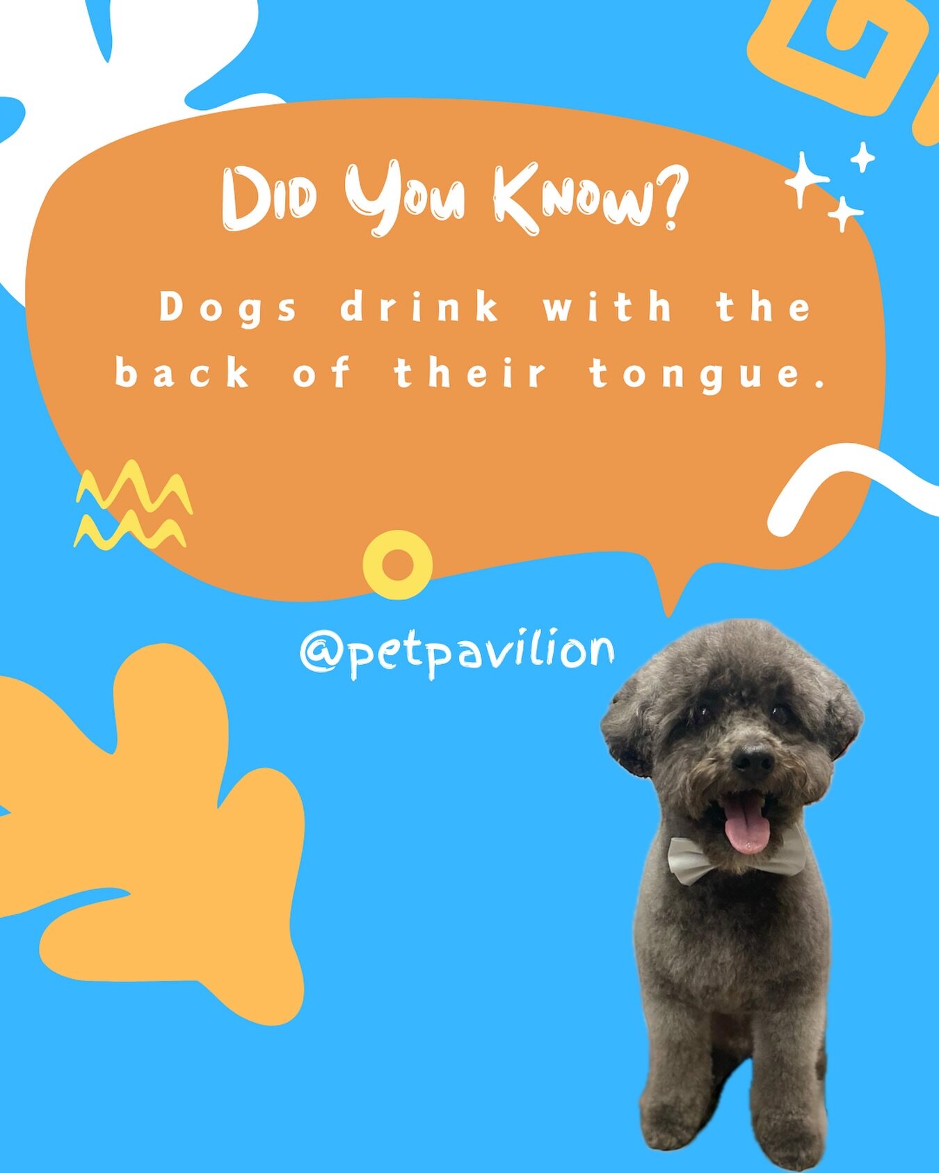 🐶👅Dogs have a unique way of drinking water! Unlike humans who use the front of their tongues, dogs curl the back of their tongues to form a little scoop, helping them lap up water more efficiently. 🐶💦
.
.
.
#petpavilion #funfacts #dogfunfact #thi