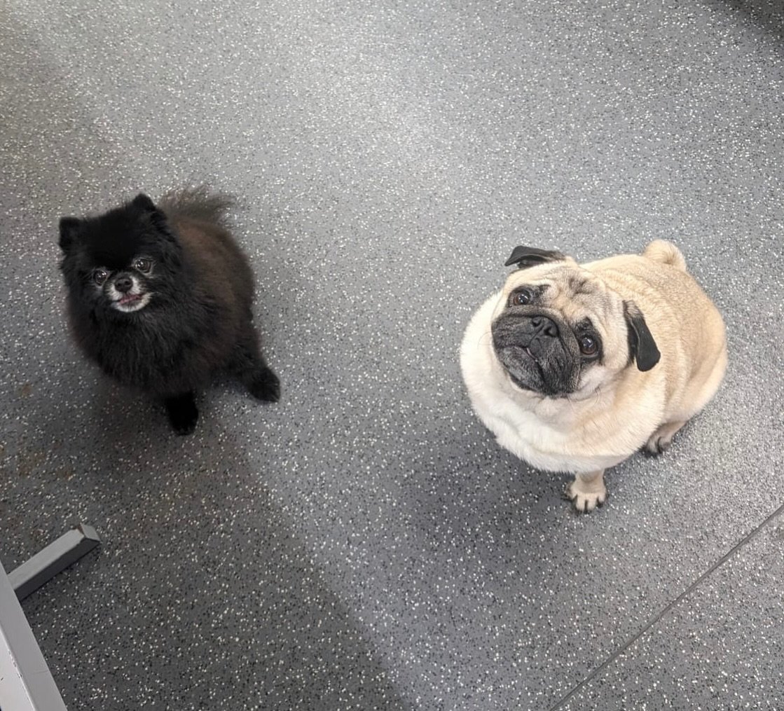 🐶🐾Adorable Boss and Albie!🥰💞Looking fabulous after a spa day!🛁🫧
.
💈By Emma 
📍Gloucester Road
.
.
.
#petpavilion #doggroomer #doggrooming #dogspaday #lovelydogs #lovelypomeranian #lovelypug #fluffydog #loversdog #furryfriend