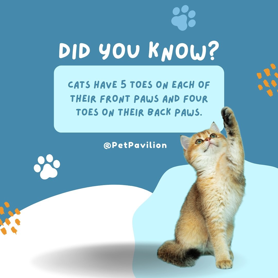🐈Cats are fascinating creatures! They have five toes on each of their front paws, but only four toes on their back paws.🐾
.
.
.
#petpavilion #funfact #funfactcats #loverscats #felinefriends #furryfriends