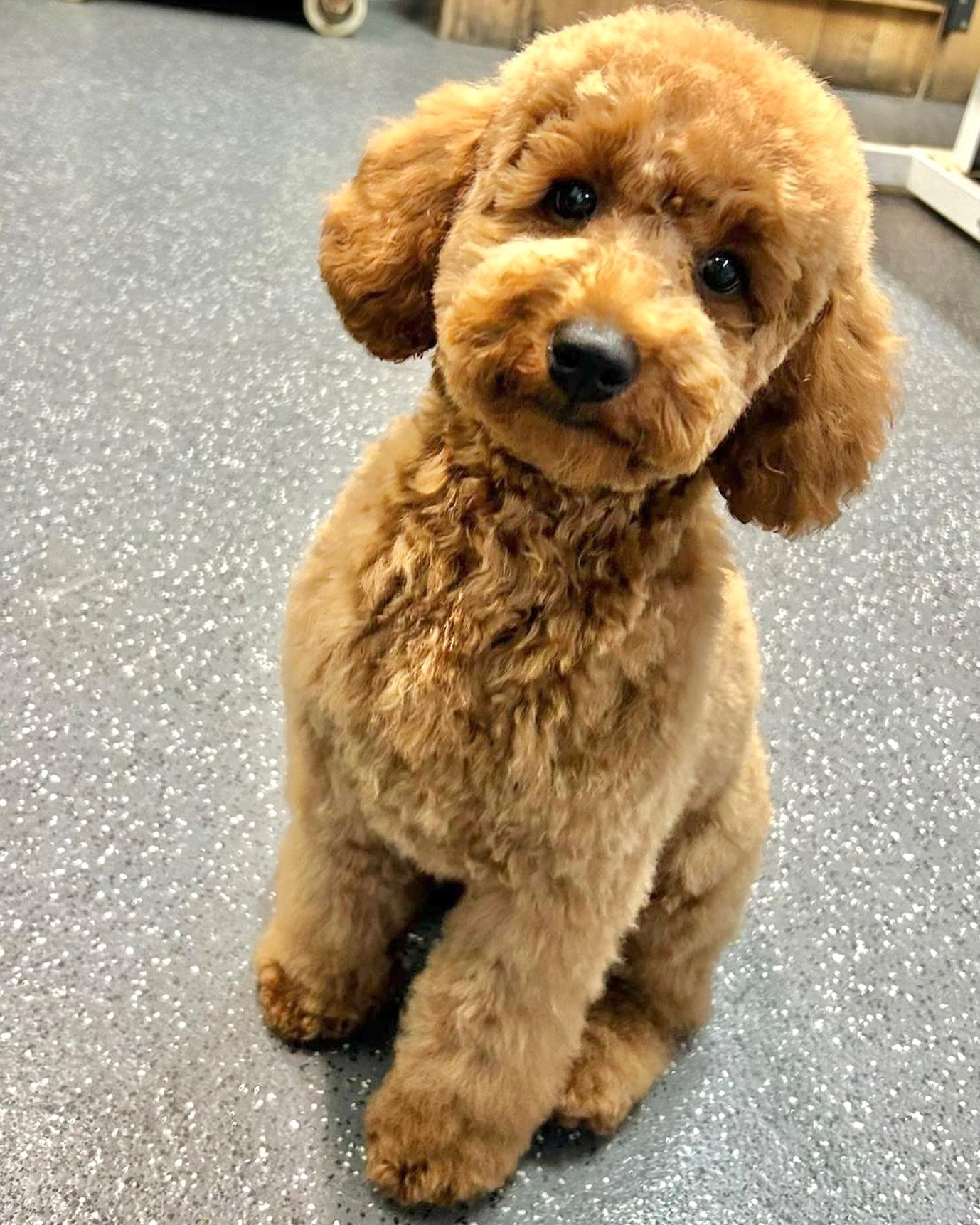 🐶🛁✂️Adorable Teo looks so cute and fluffy after his first full grooming! 🥰🐾🫧
.
💈By Noemi 
📍Gloucester Road
.
.
.
#petpavilion #doggroomer #doggrooming #beforegrooming #fluffydog #lovelydog #loversdog #furryfriend