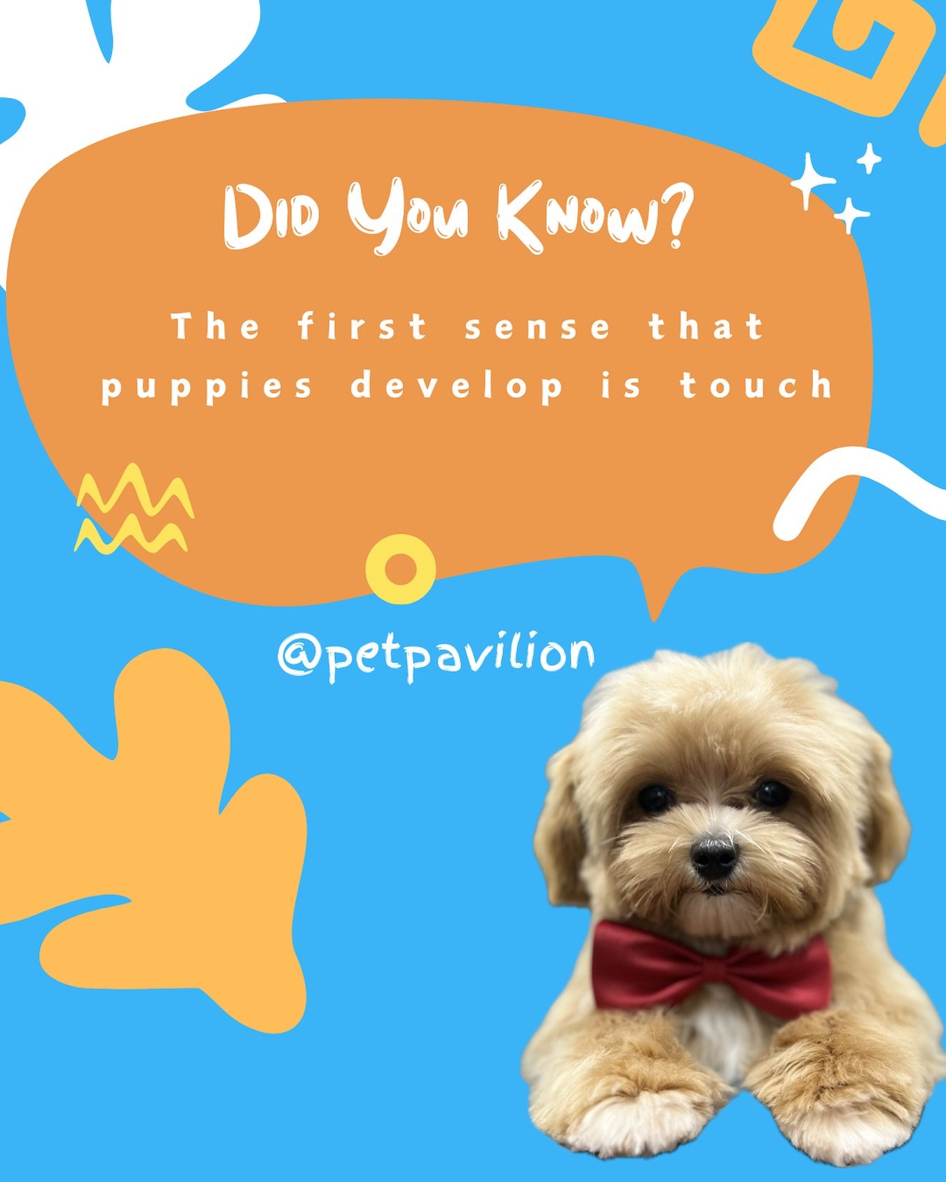 🐶🐾From the moment they&rsquo;re born, their sensitive paws and noses help them explore the world around them. It&rsquo;s incredible how such a basic instinct sets the foundation for their bond with us.🐶💞
.
.
.
#petpavilion #funfact #dogfunfact #p