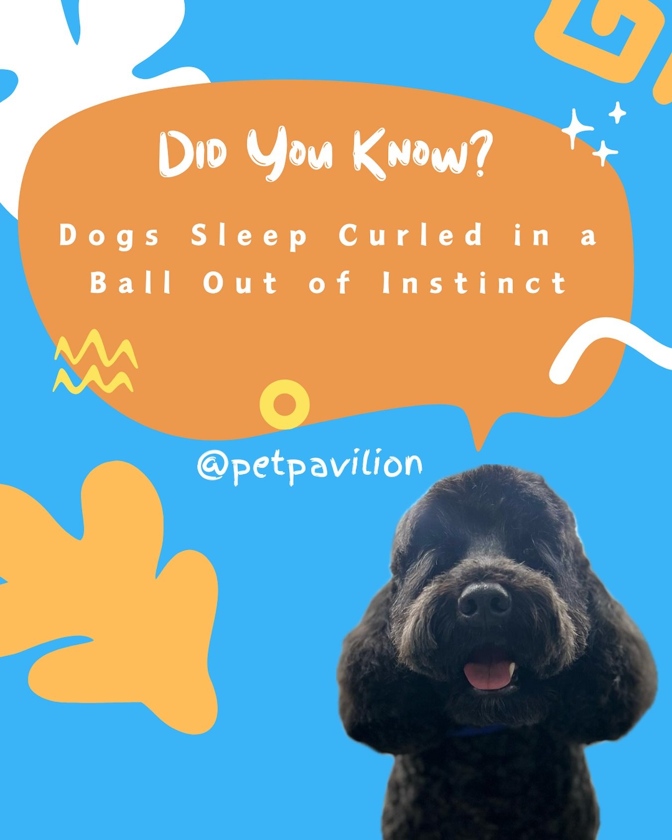 🐶🐾 Dogs instinctively curl up to conserve body heat and protect their vital organs, just like their wild ancestors did in the wild. It&rsquo;s fascinating to see how these natural behaviors are still present in our beloved pets today! 🐶💤 
.
.
.
#