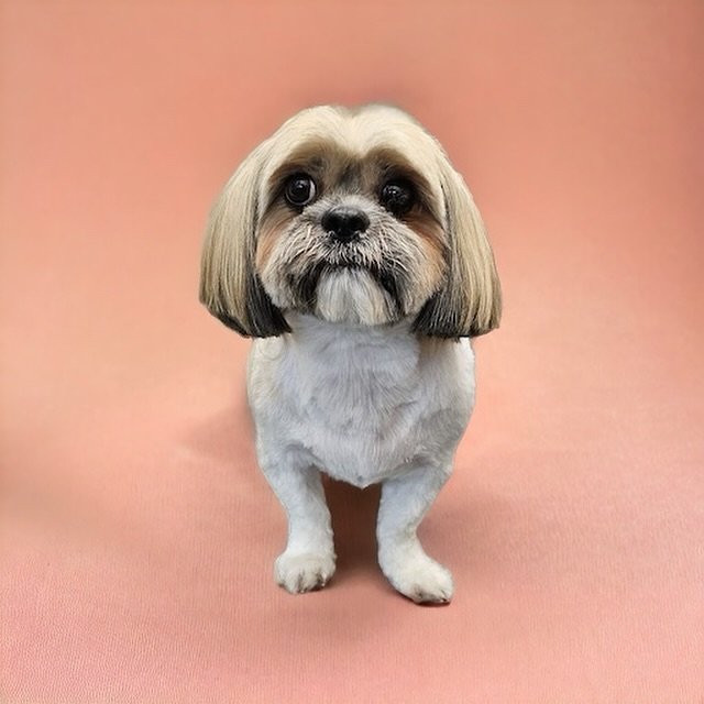 🐶🛁Post-grooming perfection! Our furry friend is looking dapper and feeling fabulous!🐾✂️
.
💈By Steven
📍Primrose Hill
.
.
.
#petpavilion #doggroomer #doggrooming #dogaftergrooming #lovelydog #loversdog #furryfriend