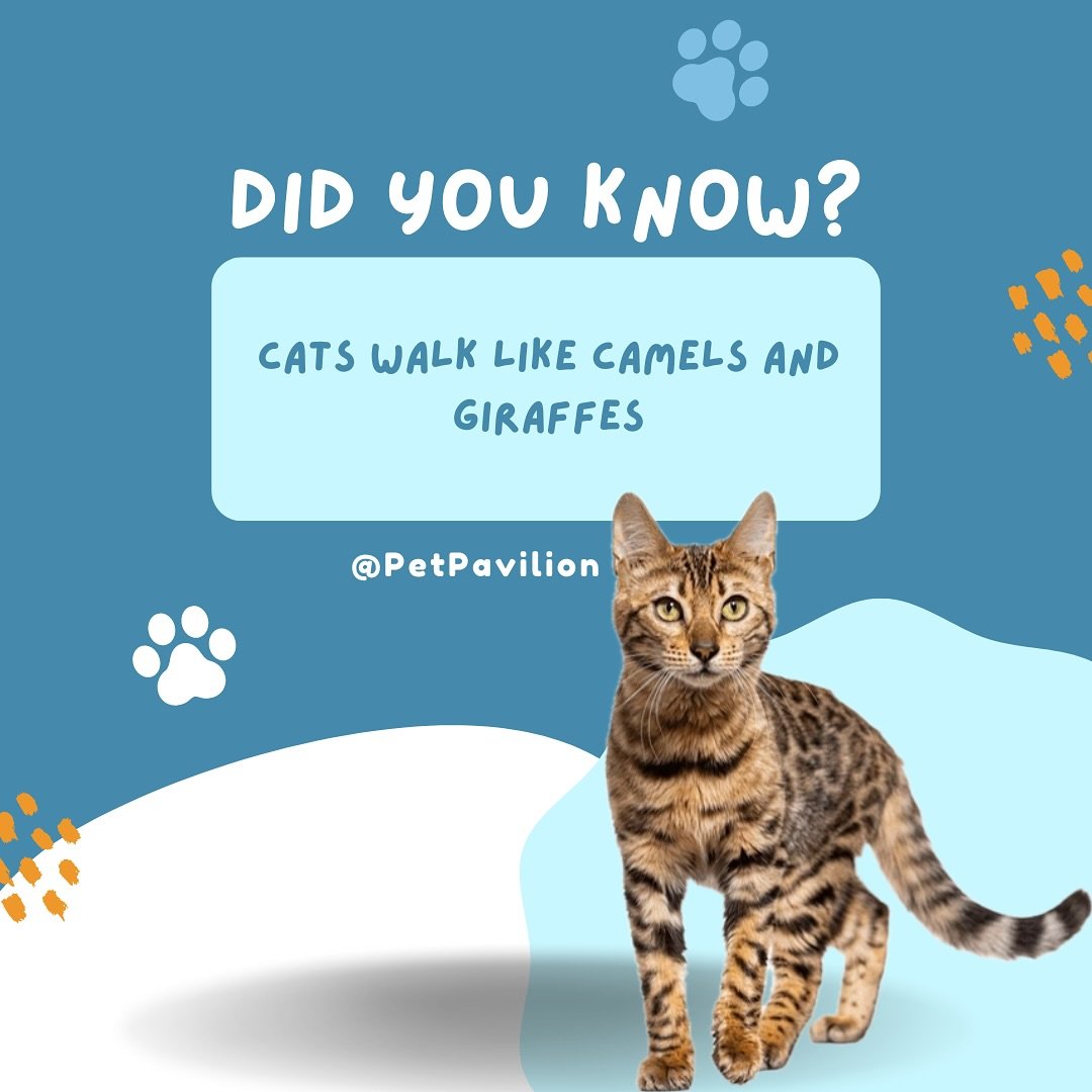 🐈&zwj;⬛🐾Have you ever noticed that cats walk like camels and giraffes? Their walking sequence is both right feet first, followed by both left feet, so they move half of their body forward at once.🐈🐾
Camels and giraffes are the only other animals 