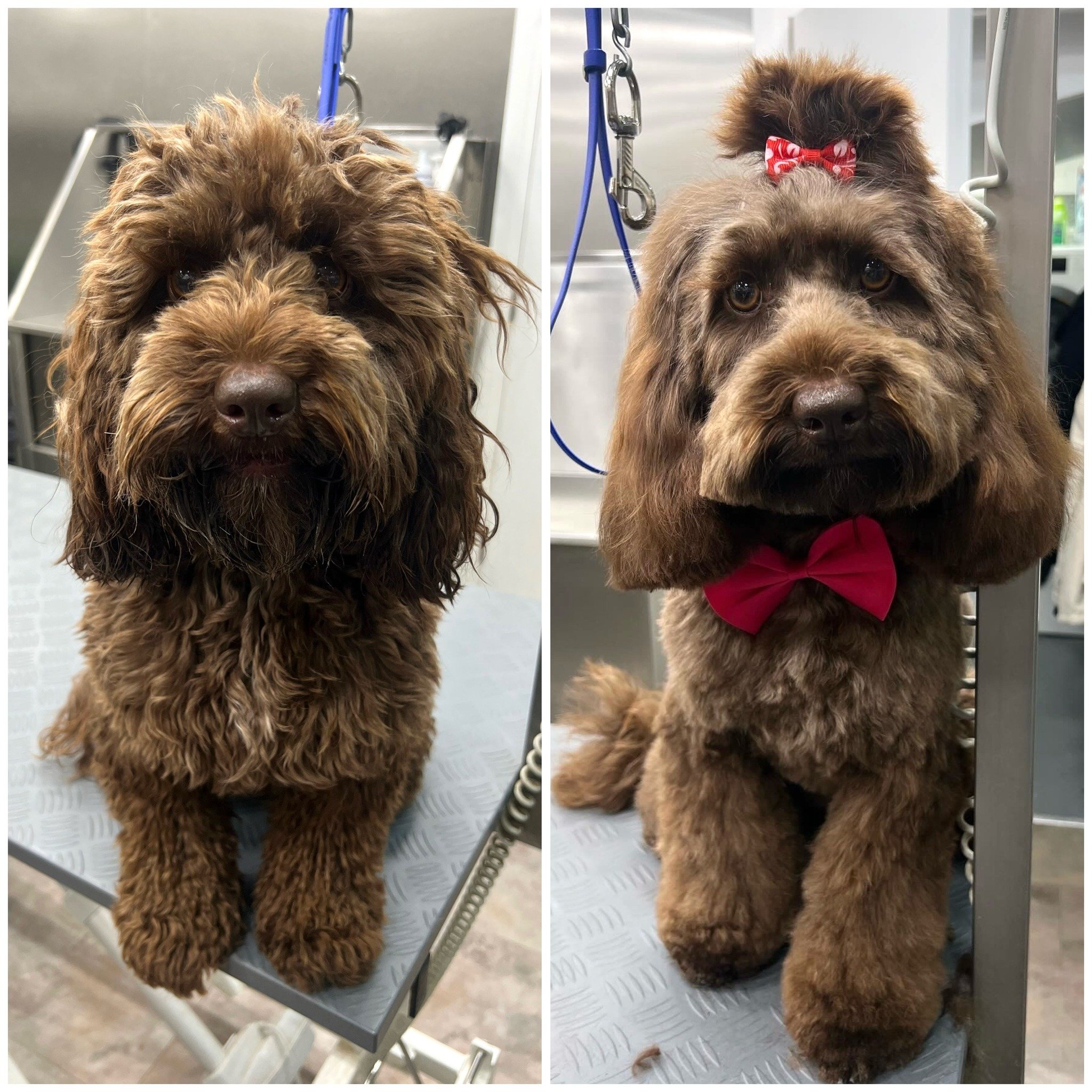 🐶🛁✂️Magical transformation! Our furry friend looks so cute and fluffy! 🥰🫧🐾
.
💈By Stella 
📍Chiswick 
.
.
.
#petpavilion #doggroomer #doggrooming #beforeandaftergrooming #lovelydog #loversdog #furryfriend