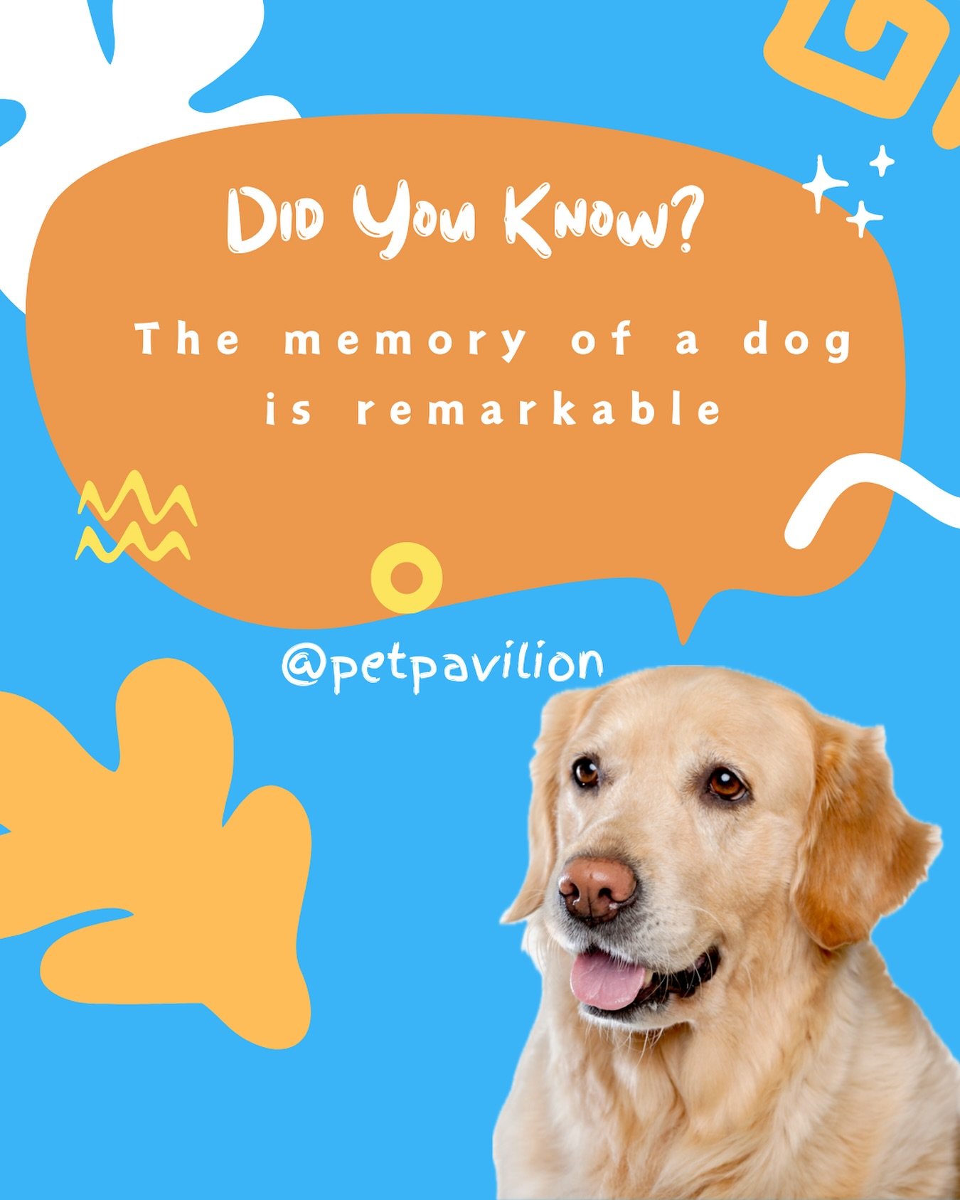 🐶🐾Dogs can remember their owners and familiar places for years, often recognizing them even after long periods of separation.🐕🐾Their ability to recall specific actions and commands is based on associative memory, which ties experiences to smells,