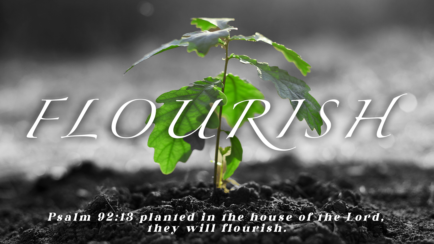 Flourish: Flourish in the Land episode artwork