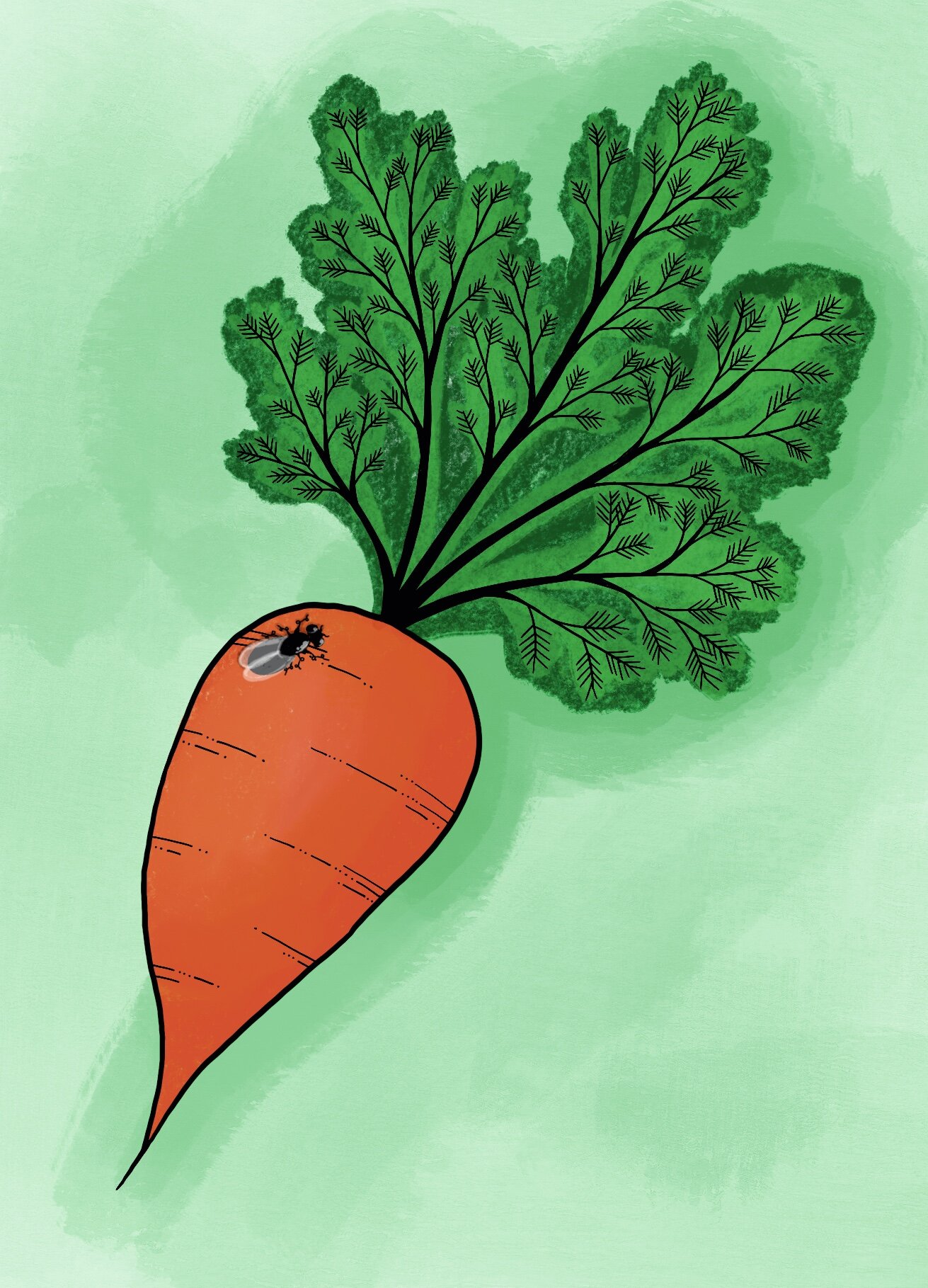 Carrot.jpg