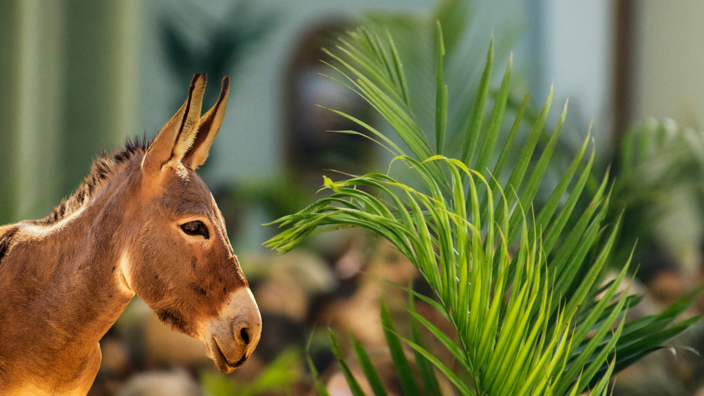 Palm Sunday: Apr. 13