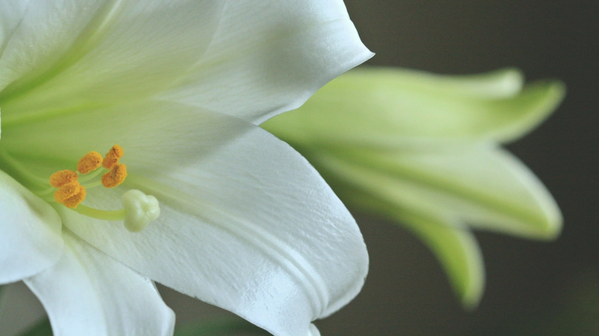 Easter Flowers Form Due Apr. 11