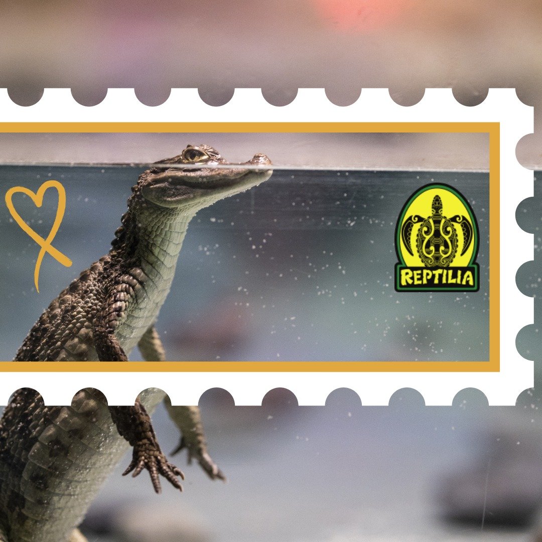 It's Earth Day and a great day to learn more about the creatures that live on our planet. If you are a Childcan family and have had your eye on tickets for @reptiliazoo, sign up now for our summer trip, on Friday, July 12, 2024! Learn more and regist