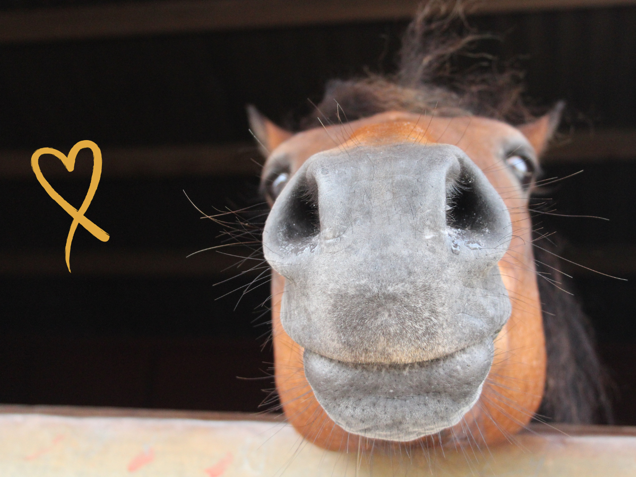 Hay, Childcan Families!