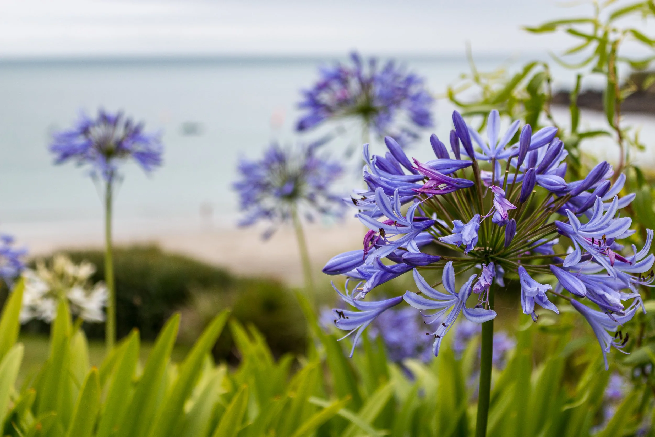 Blue Agapanthas Bay Hotel Coverack
