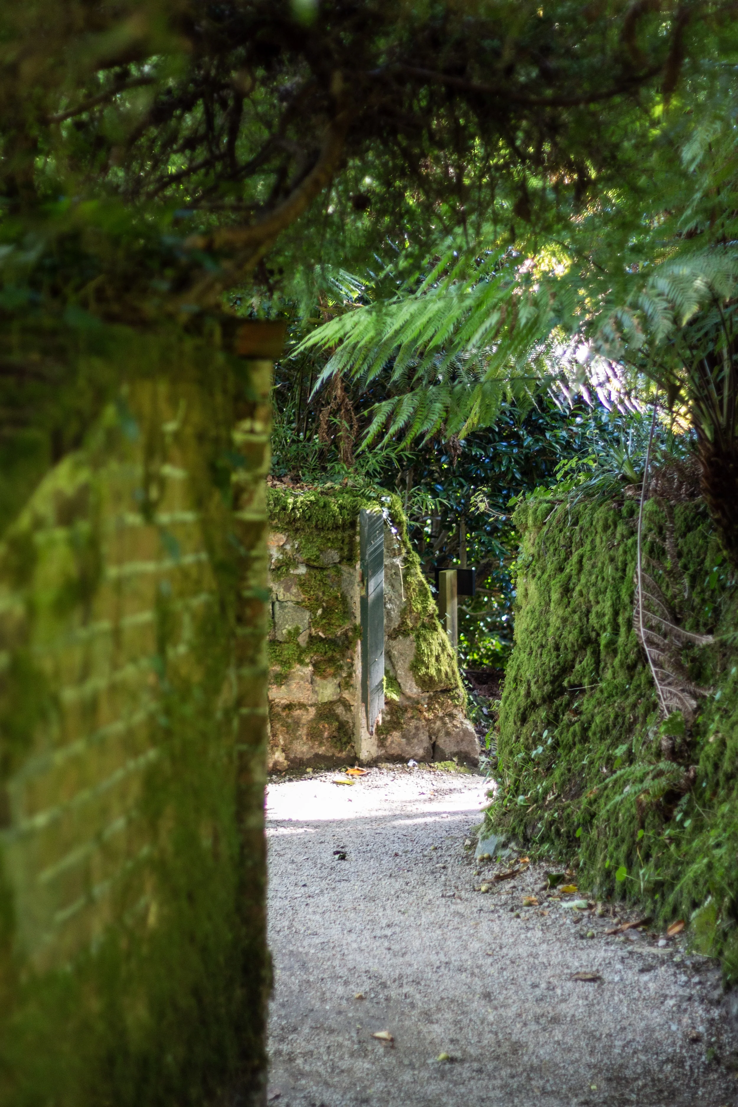 Red brick walls covered in moss on pathway into Trengwainton Gardens