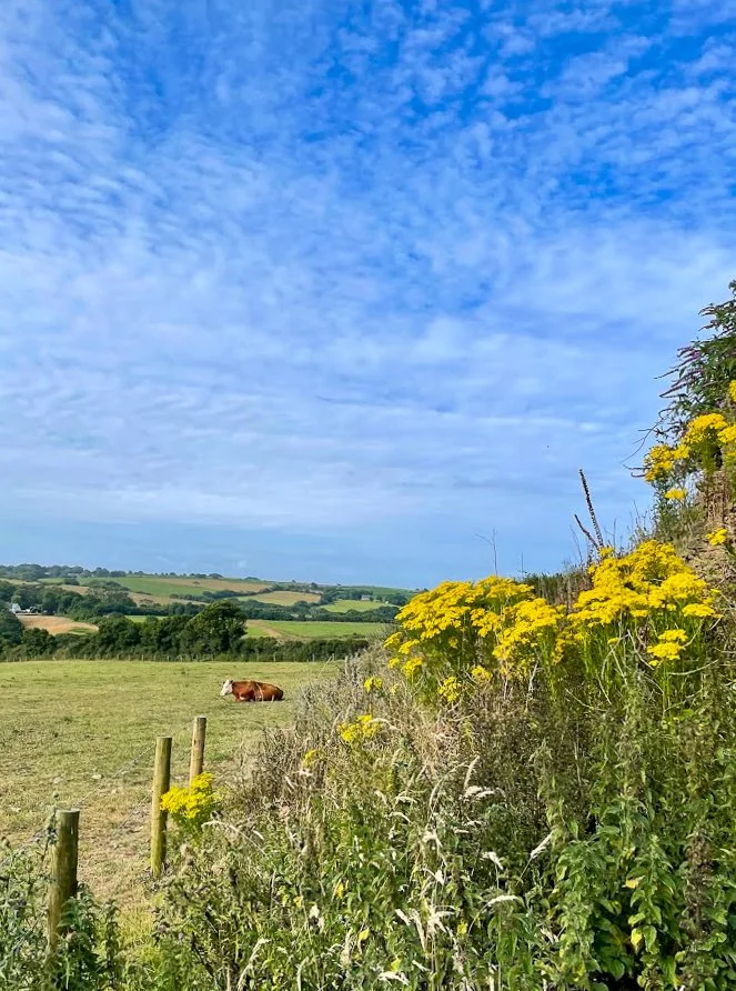 Ragwort at Trewothack